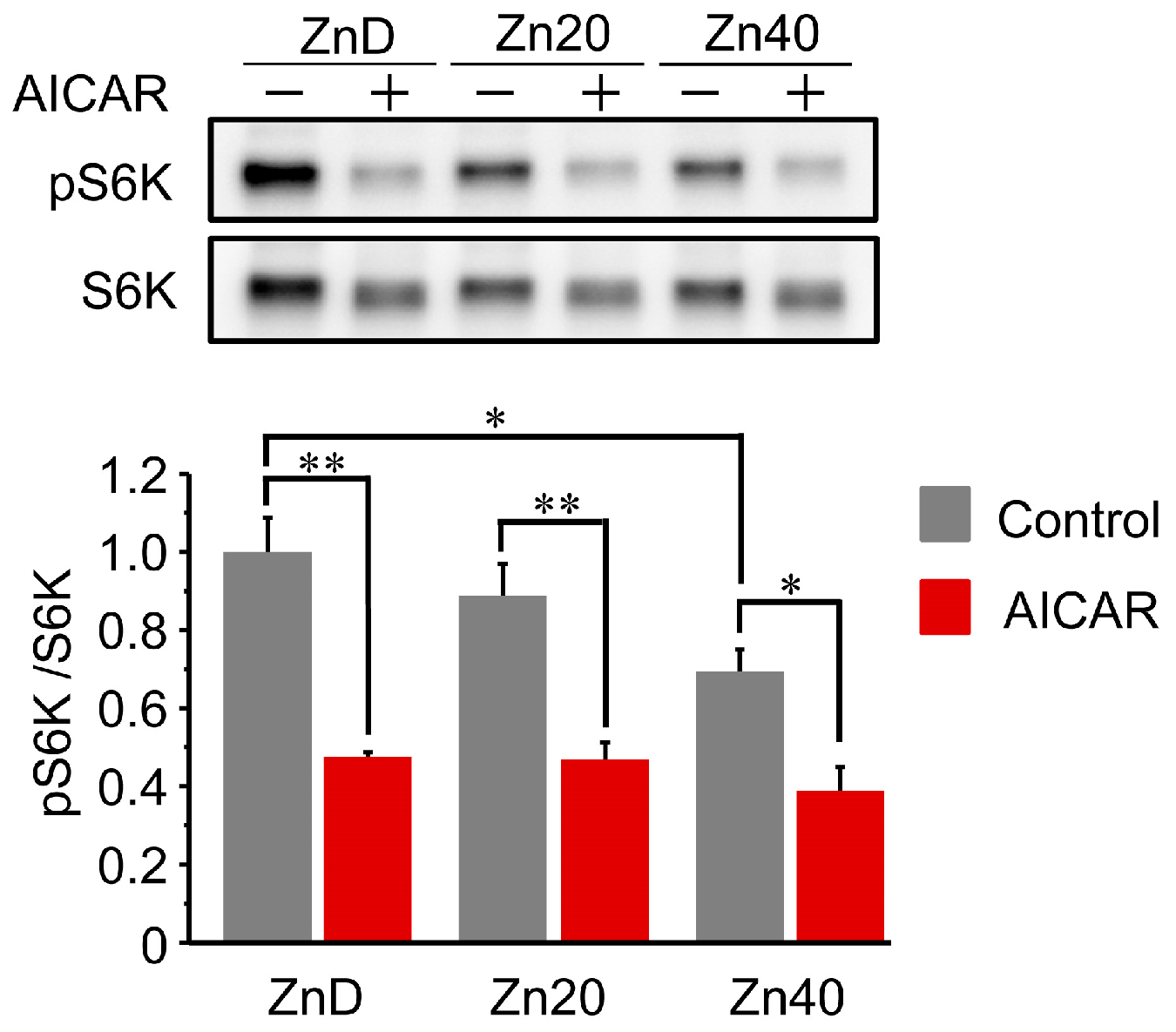 Pathophysiology 33 00012 g005