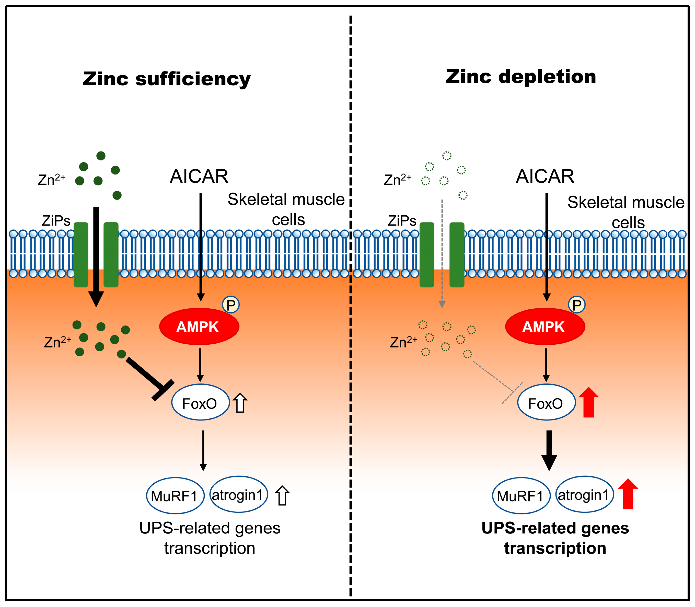 Pathophysiology 33 00012 g006