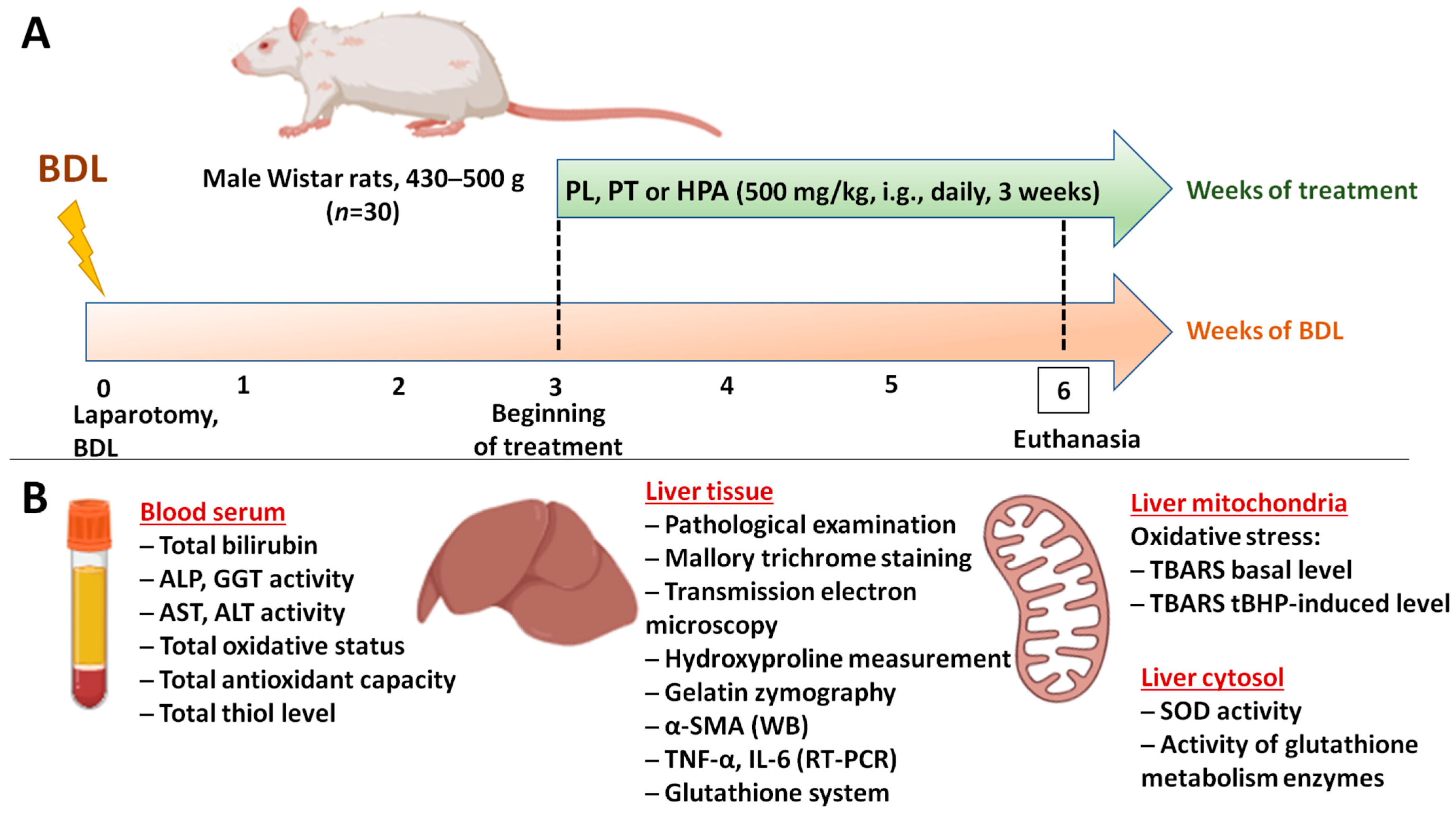 Pathophysiology 33 00032 g001 Pathophysiology 33 00032 g001