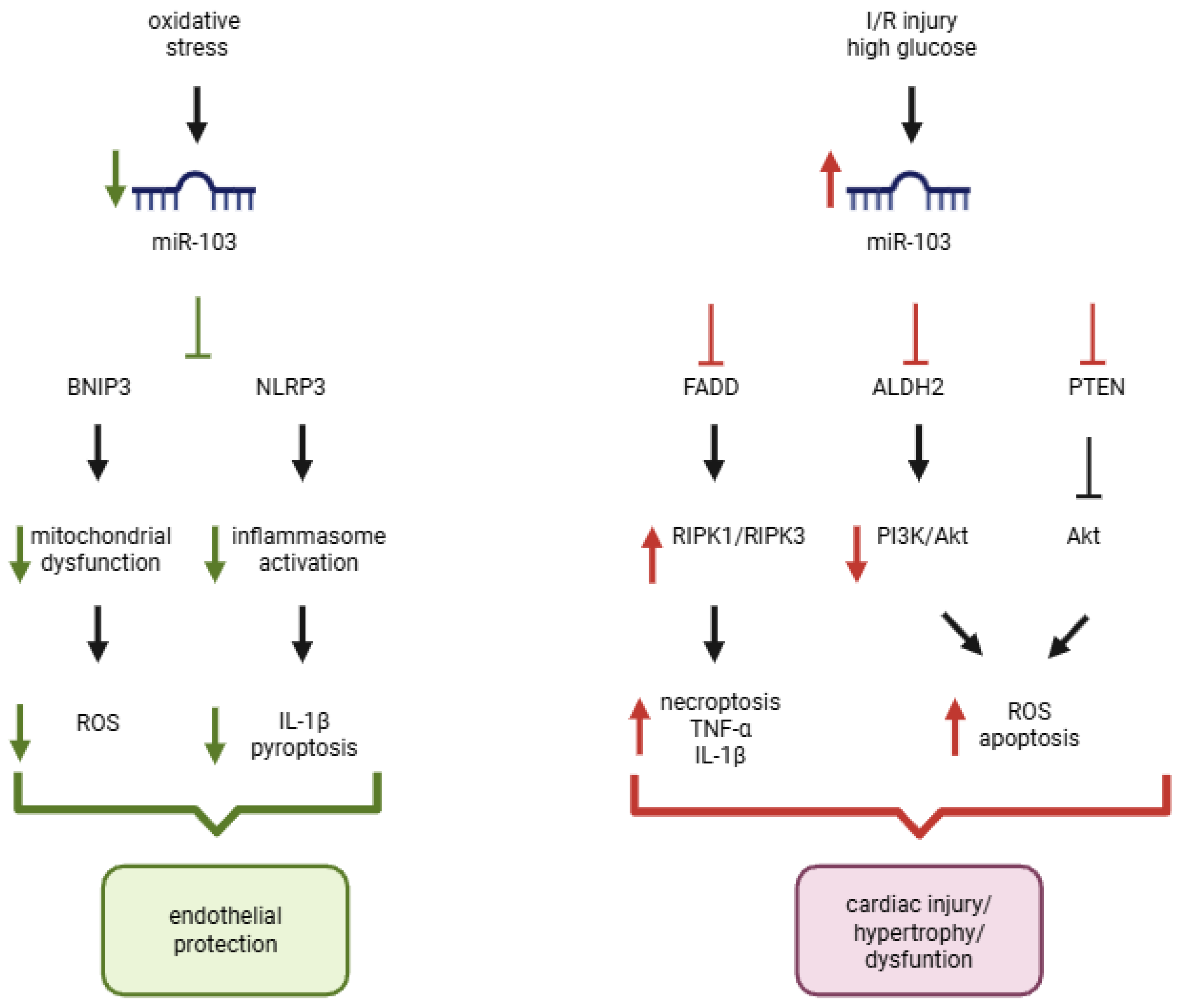 Pathophysiology 33 00064 g002 Pathophysiology 33 00064 g002