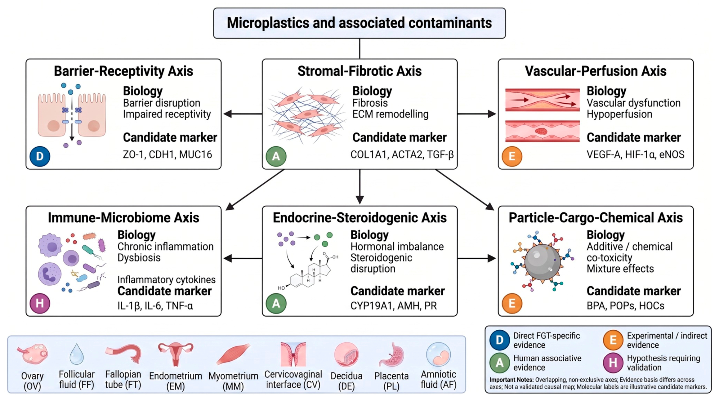 Pathophysiology 33 00066 g002 Pathophysiology 33 00066 g002