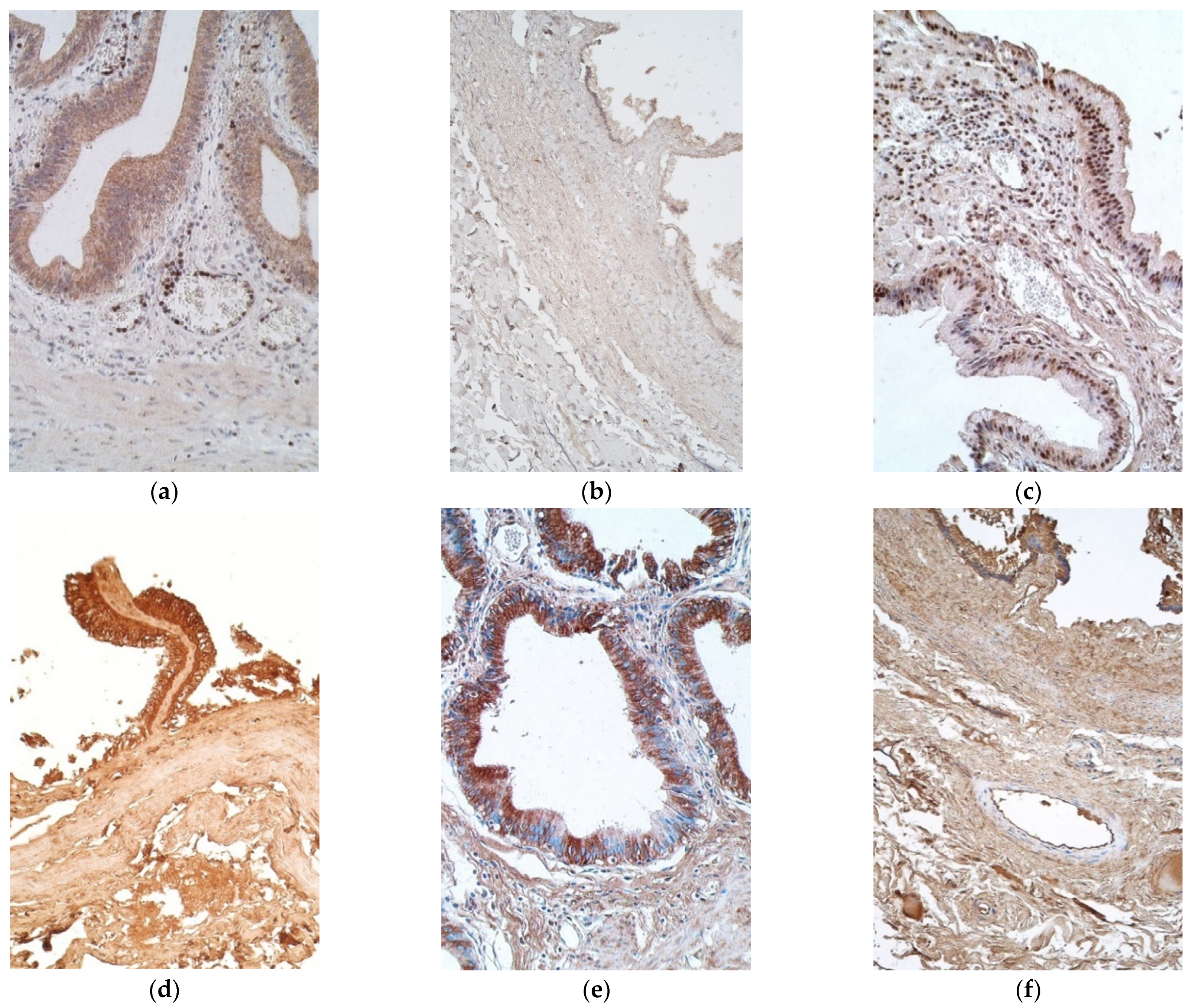 Pediatrrep 13 00054 g002