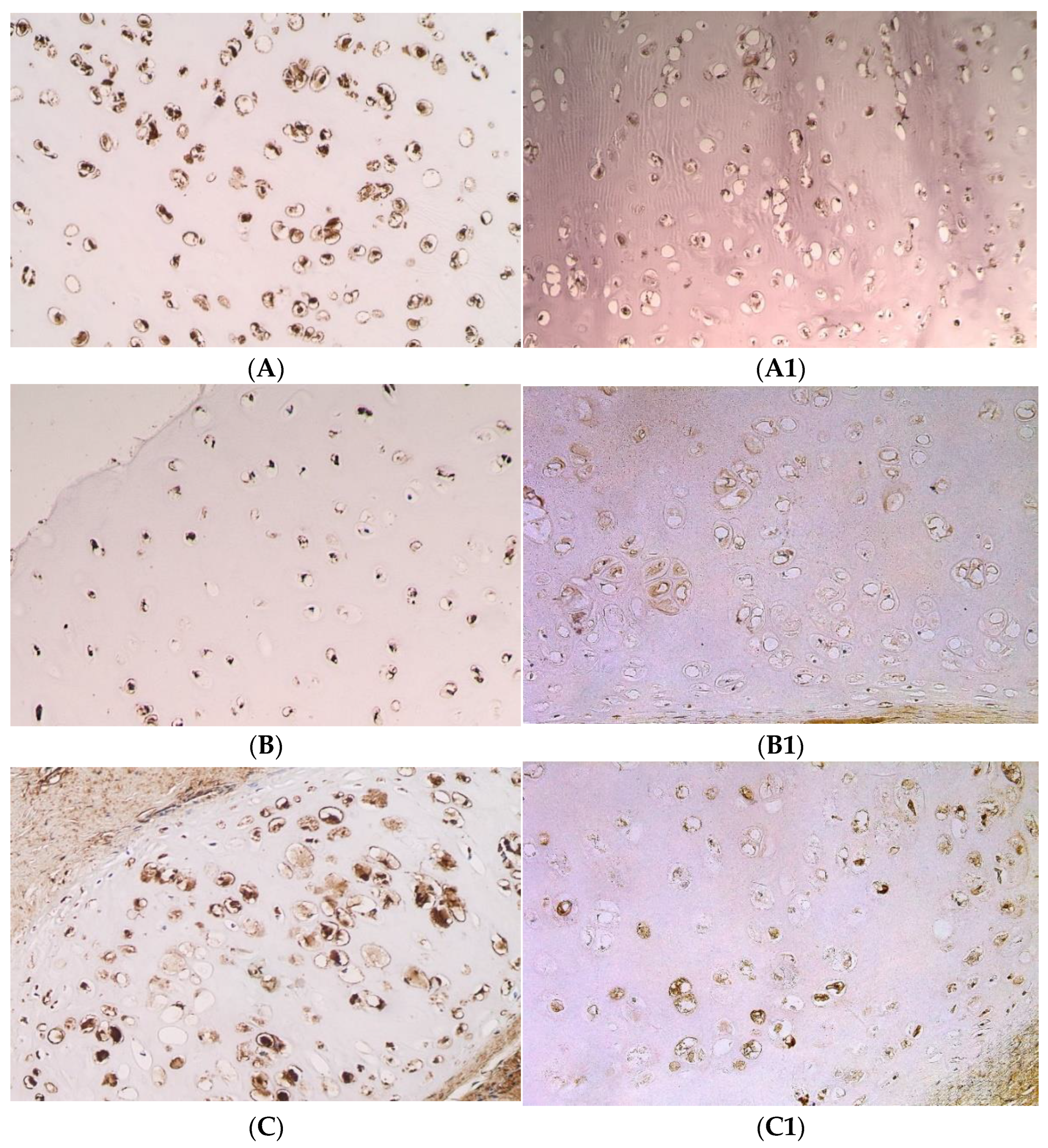 Pediatrrep 14 00050 g002a