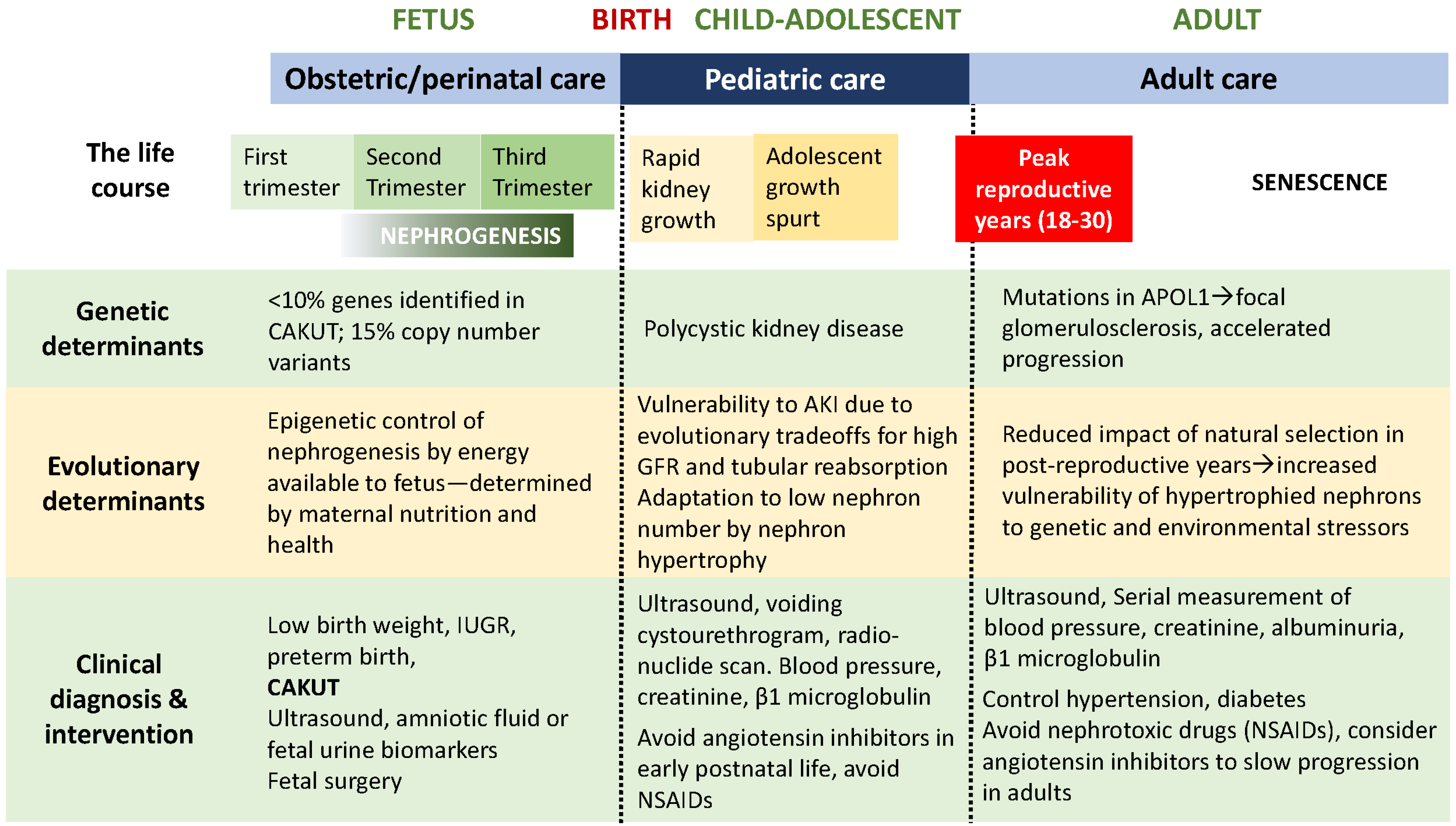 Pediatrrep 15 00012 g002