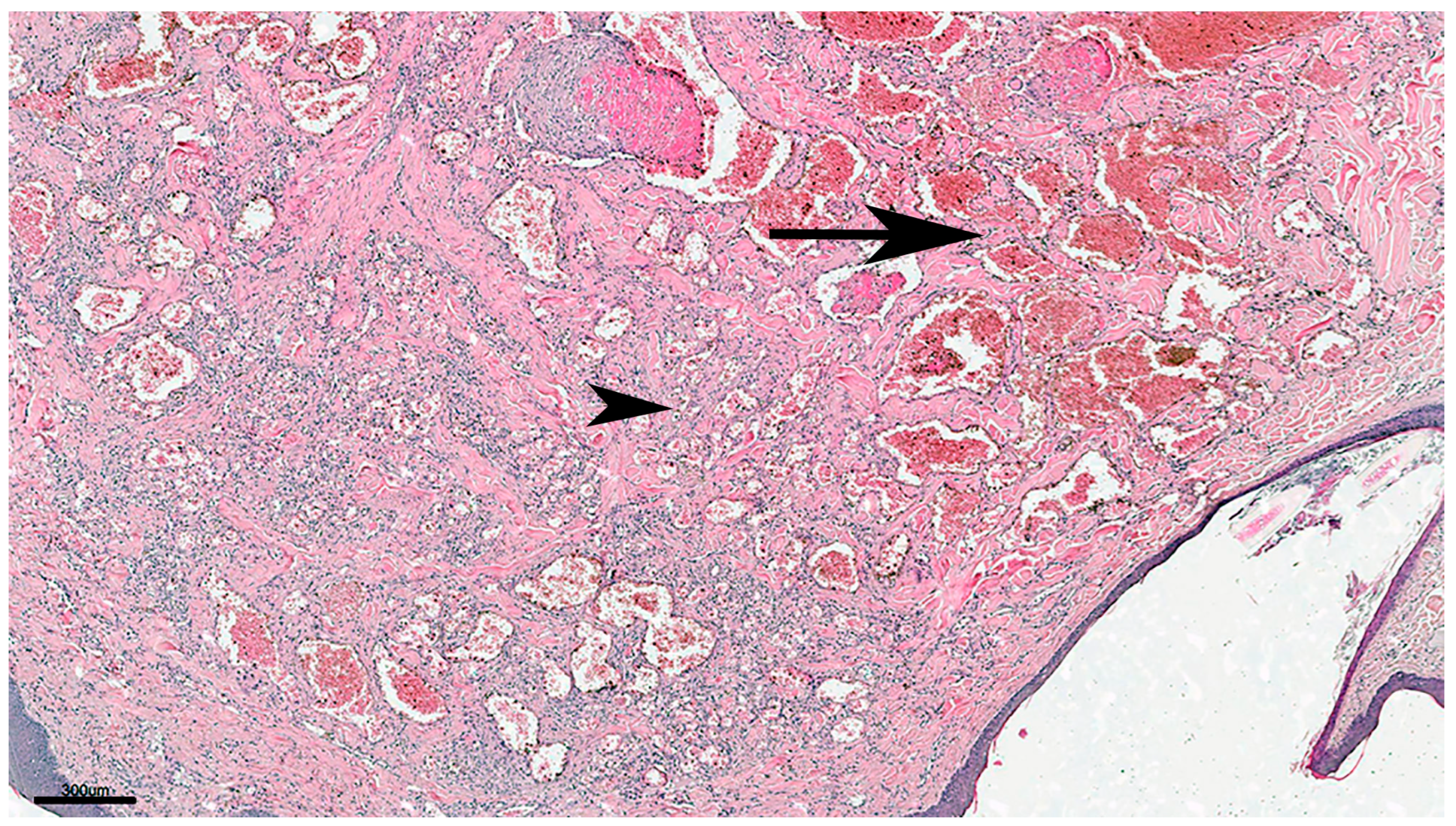 Pets 02 00036 g002 Pets 02 00036 g002