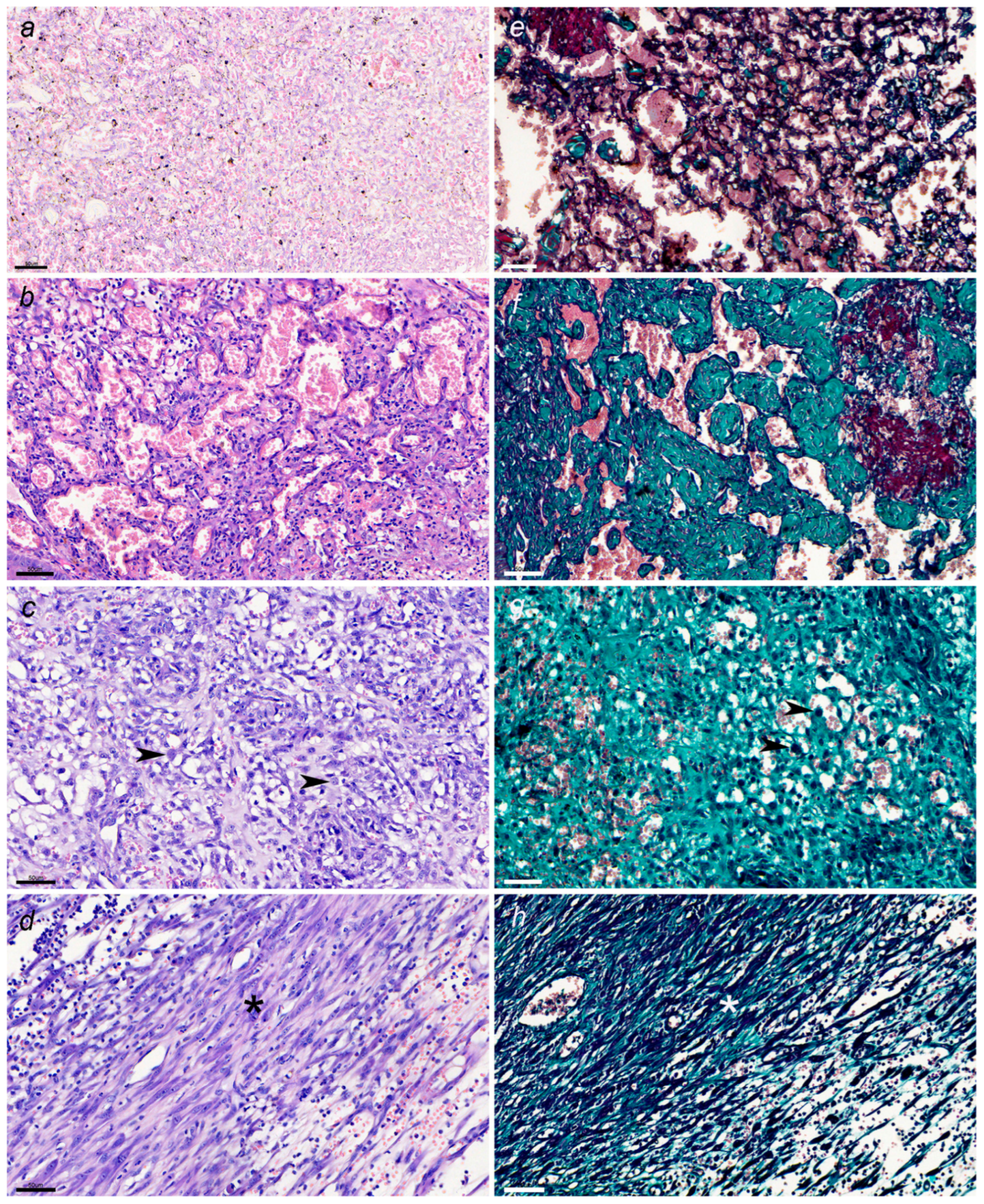 Pets 02 00036 g005 Pets 02 00036 g005