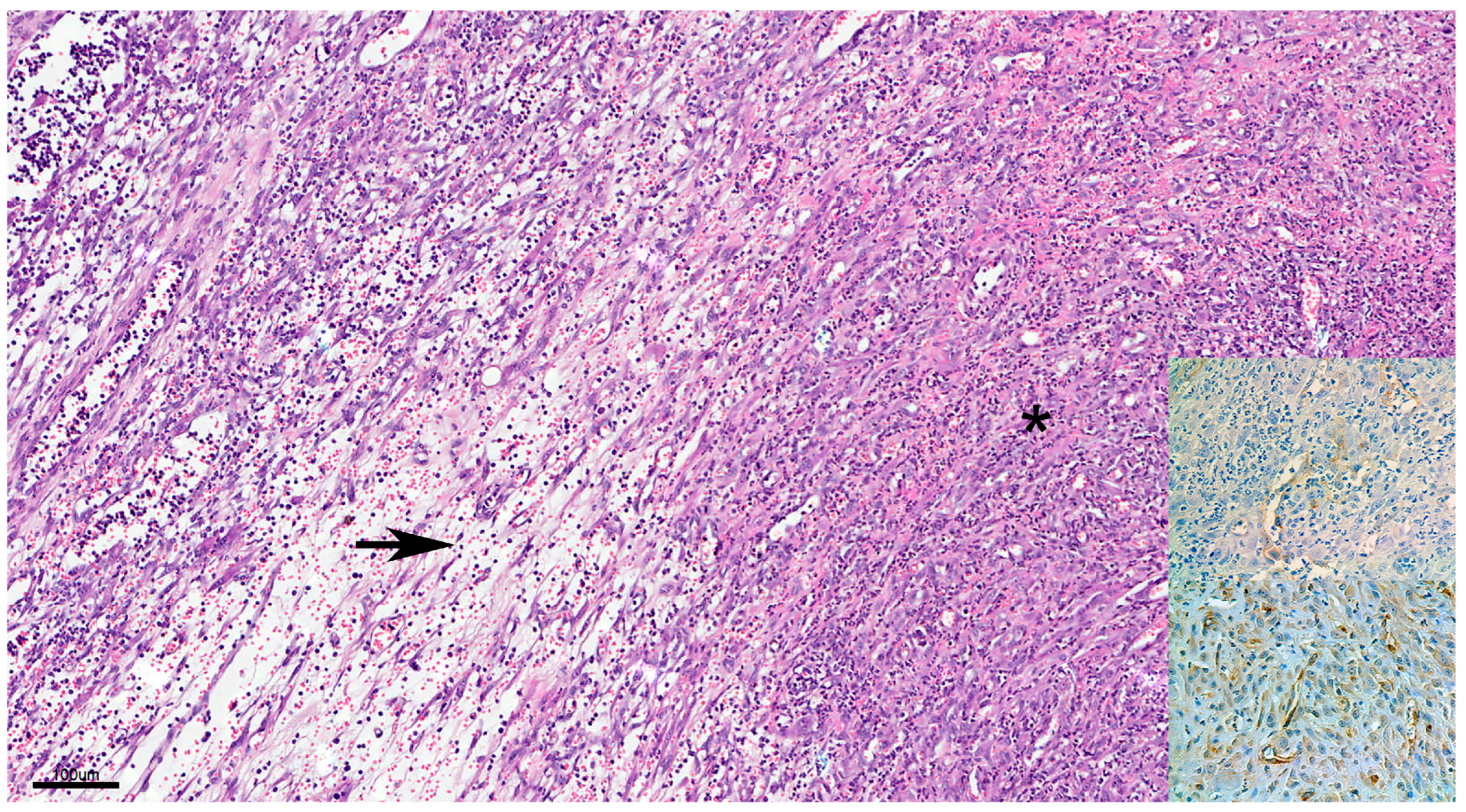 Pets 02 00036 g007 Pets 02 00036 g007