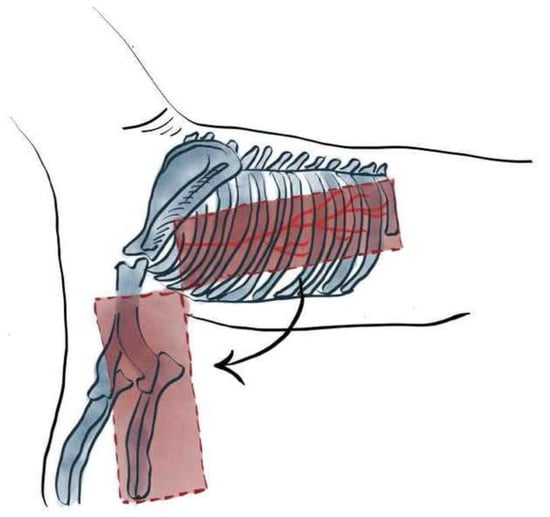 Anatomic landmarks of the latissimus dorsi myocutaneous; including the ventral border of the acromion, the caudal border of the triceps muscle, the head of the last rib, and the distal third of the humerus and arc of rotation to the forelimb.