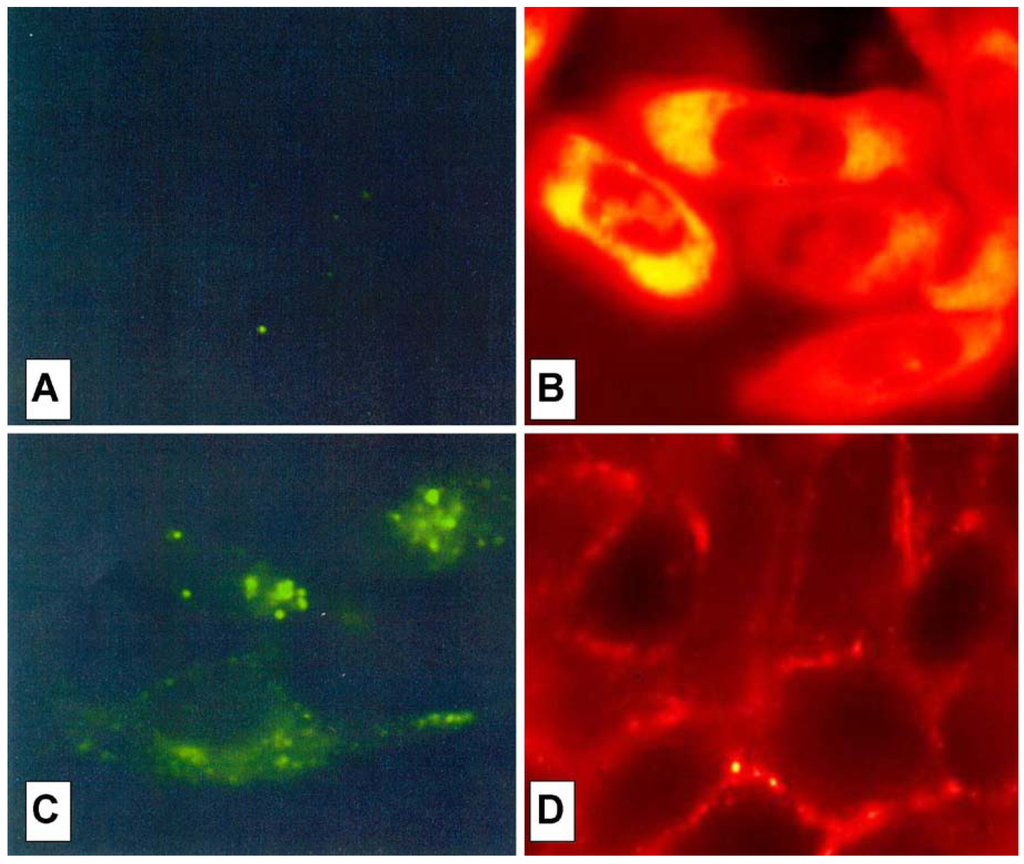 Pharmaceuticals 03 01045 g007 1024