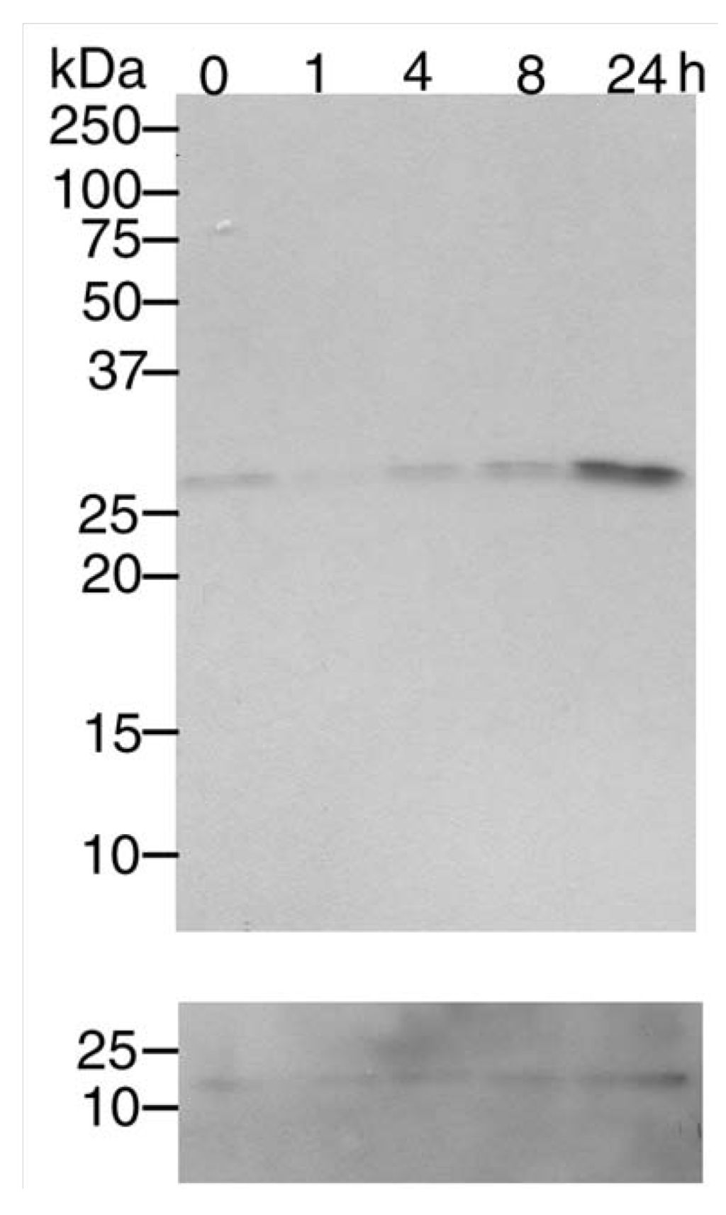 Pharmaceuticals 03 01232 g002 1024