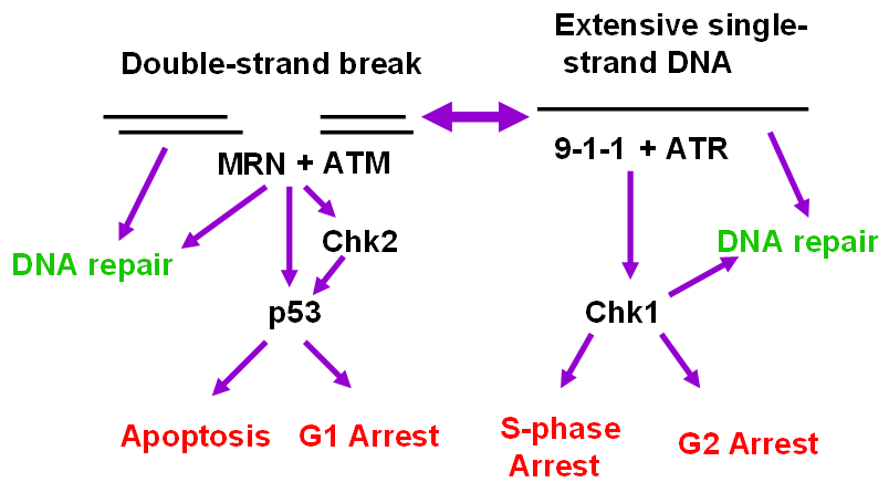 Pharmaceuticals 03 01311 g002 1024