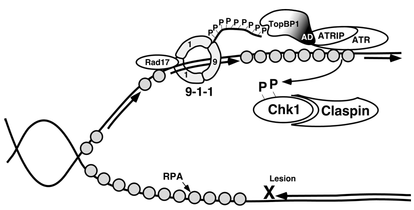 Pharmaceuticals 03 01311 g003 1024