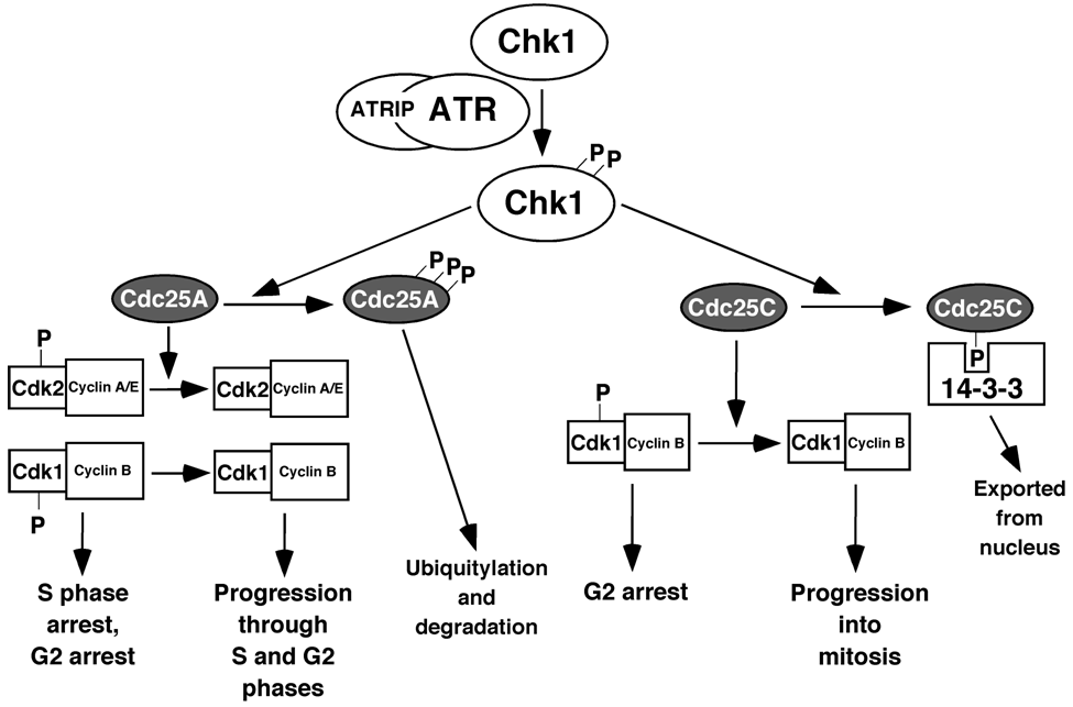 Pharmaceuticals 03 01311 g004 1024