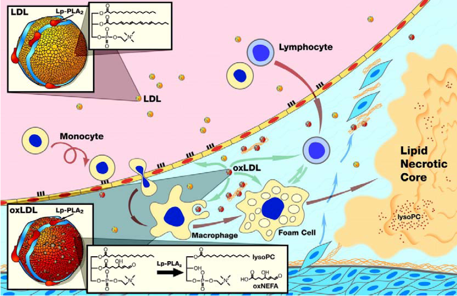 Pharmaceuticals 03 01360 g001