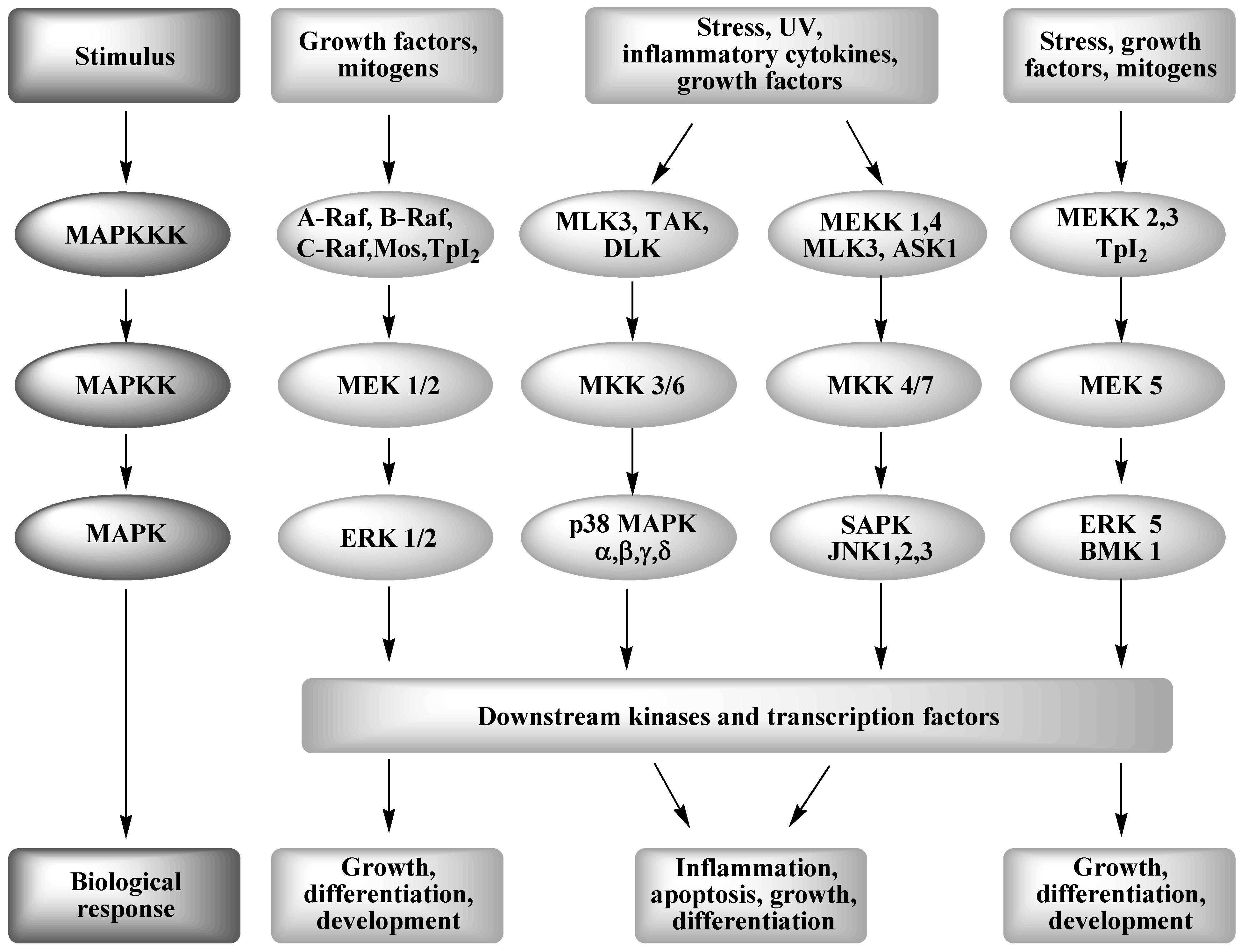 Pharmaceuticals 03 01842 g002