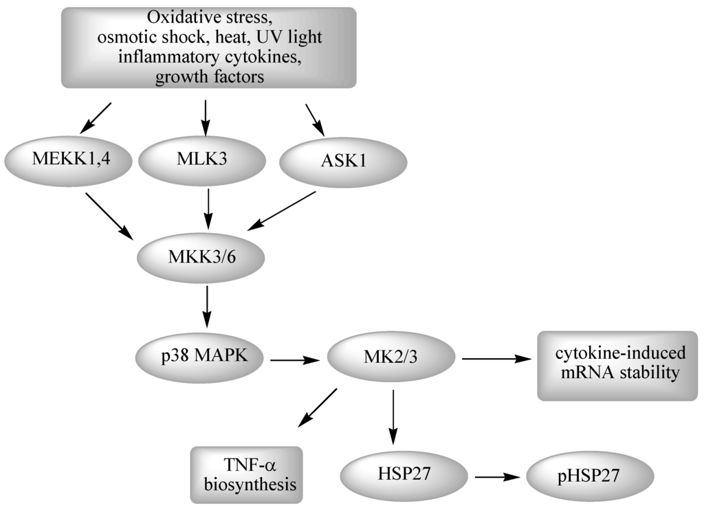 Pharmaceuticals 03 01842 g003 1024