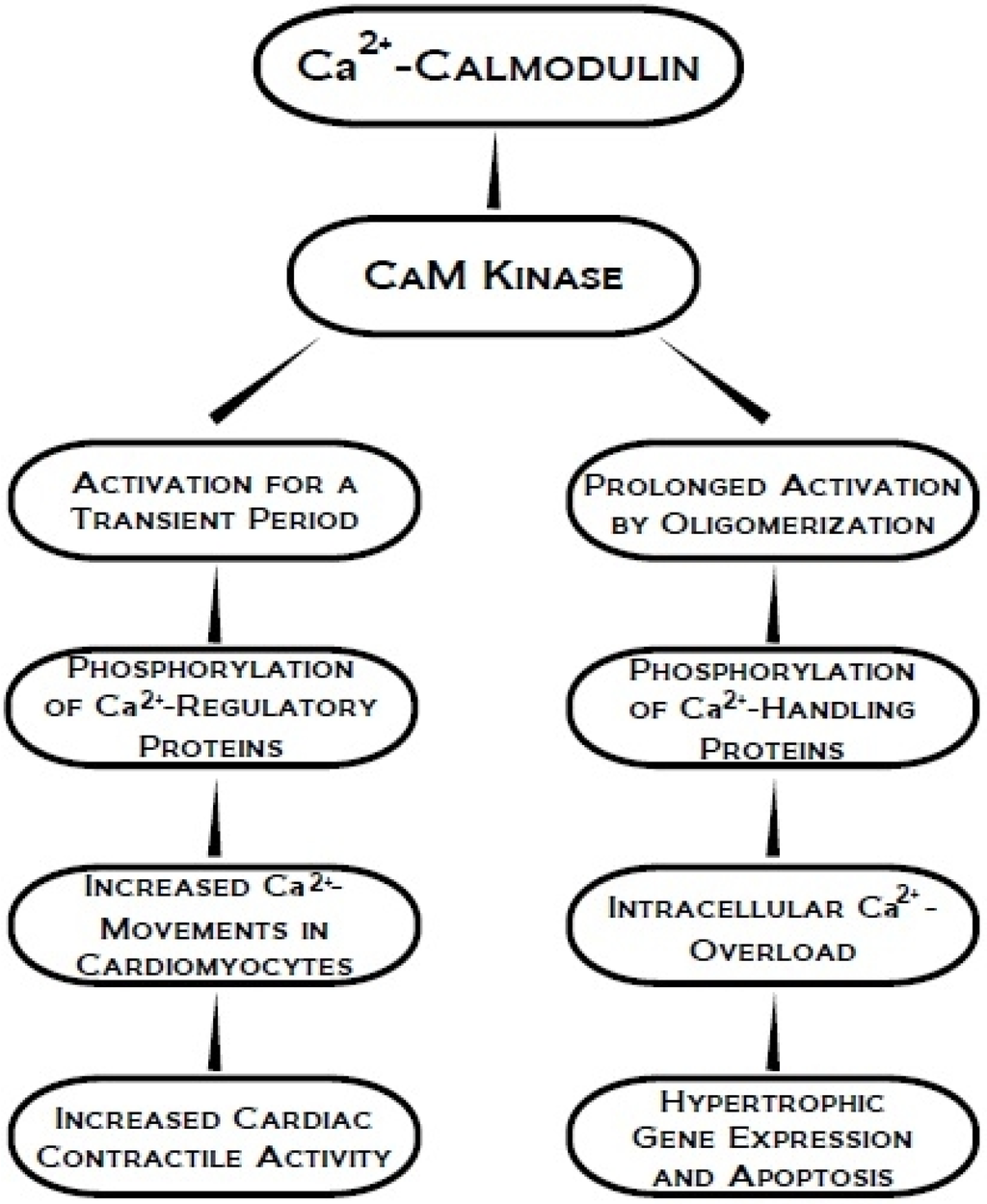 Pharmaceuticals 03 02111 g004 1024