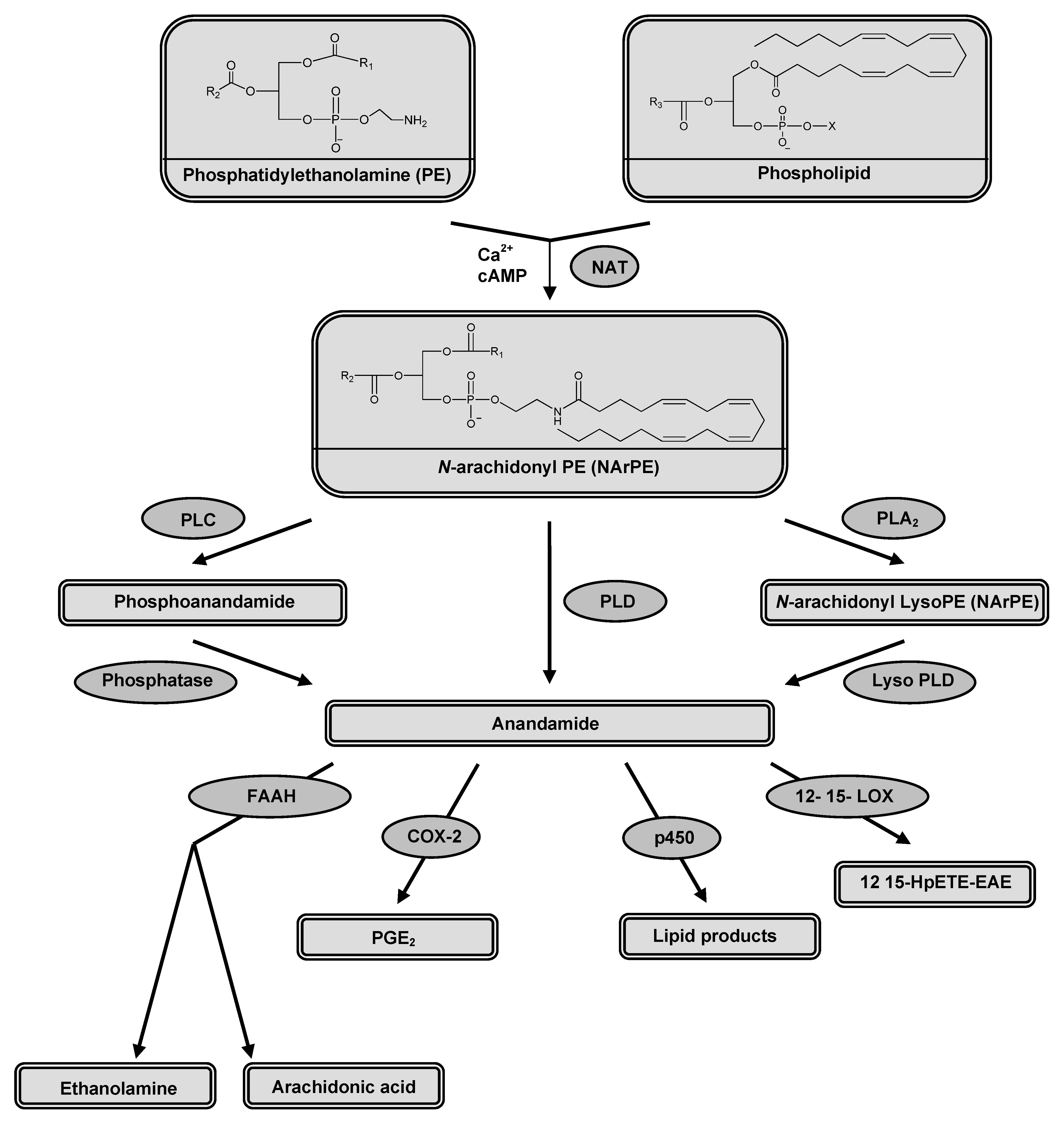 Pharmaceuticals 03 03355 g002