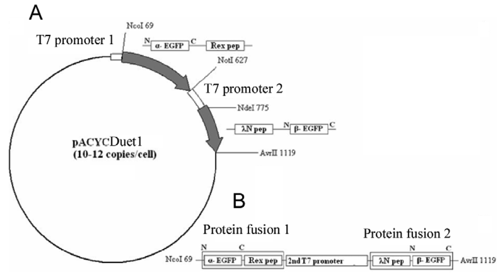 Pharmaceuticals 04 00494f6 1024