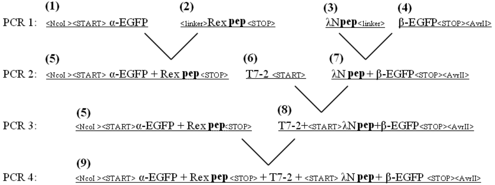 Pharmaceuticals 04 00494f7 1024