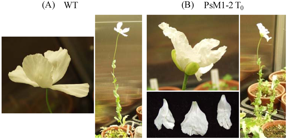 Pharmaceuticals 05 00133 g001 1024