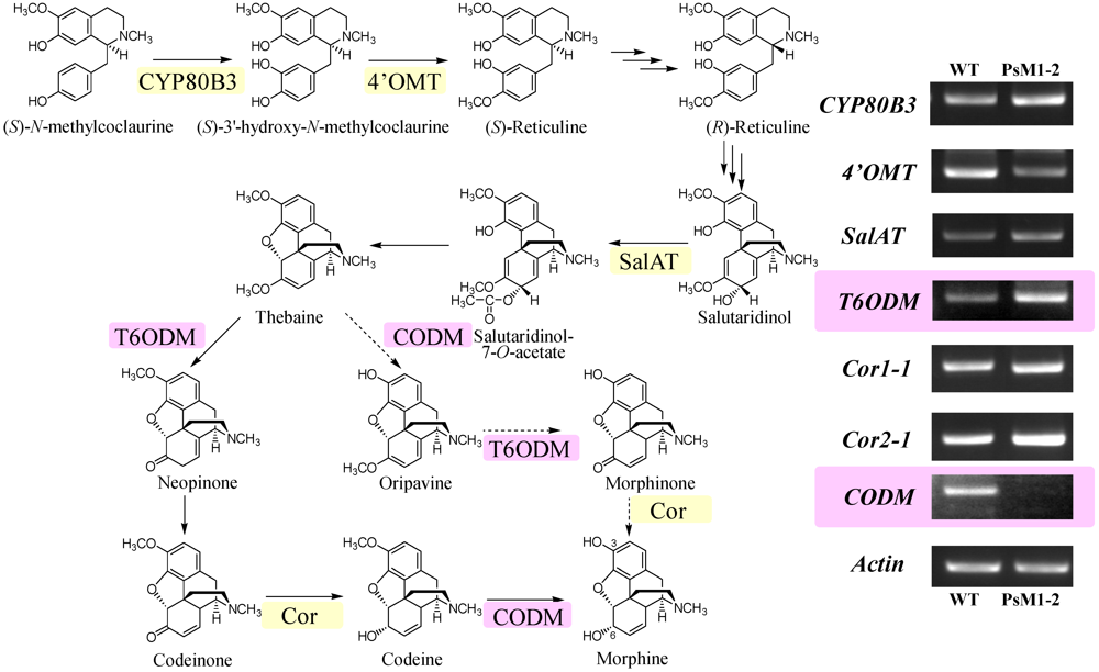 Pharmaceuticals 05 00133 g008 1024