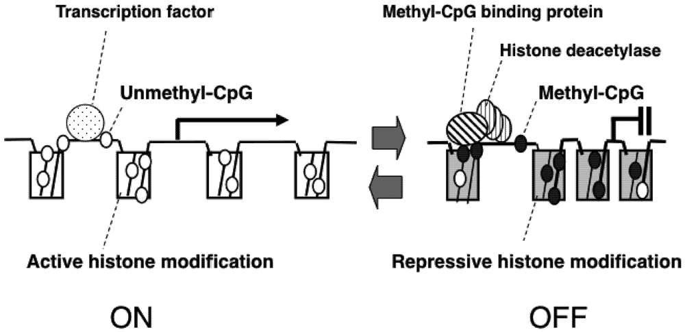 Pharmaceuticals 05 00369 g001 1024