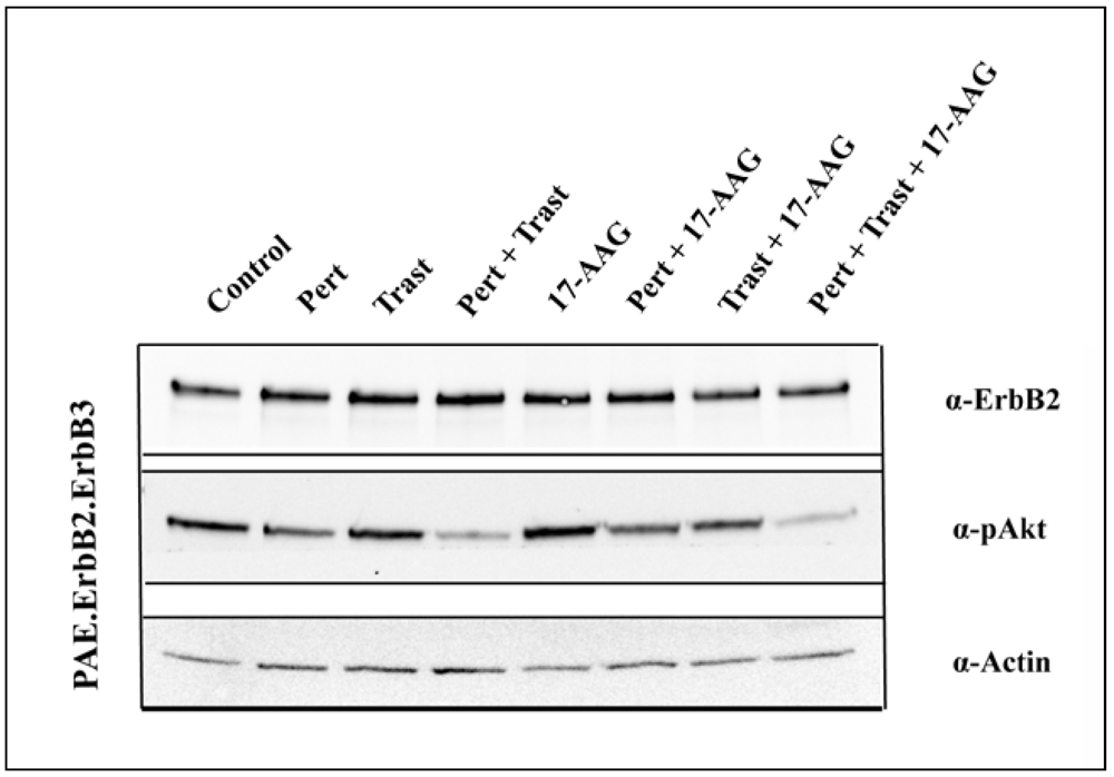 Pharmaceuticals 05 00674 g007 1024
