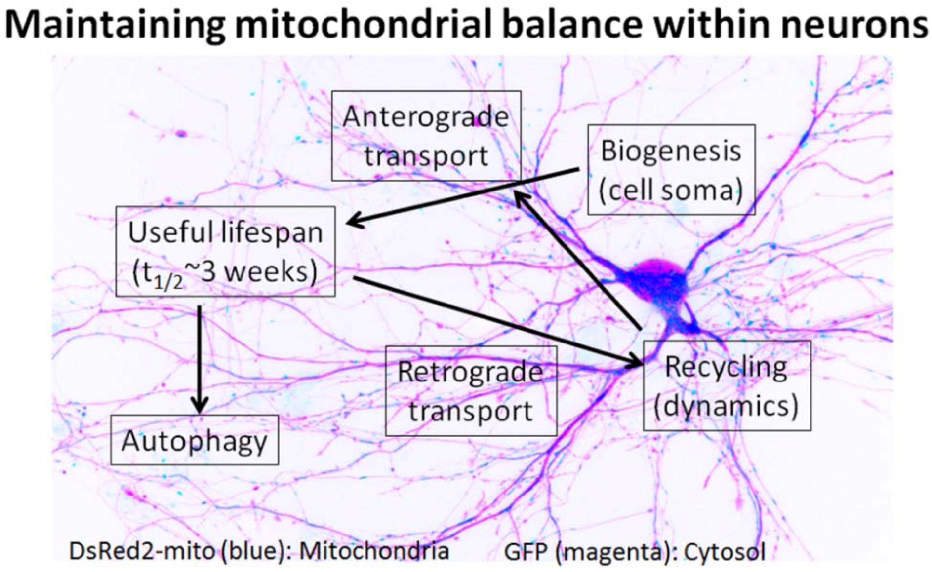 Pharmaceuticals 05 01103 g001