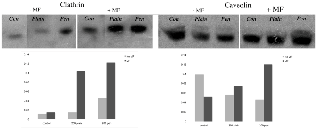 Pharmaceuticals 06 00204 g006 1024