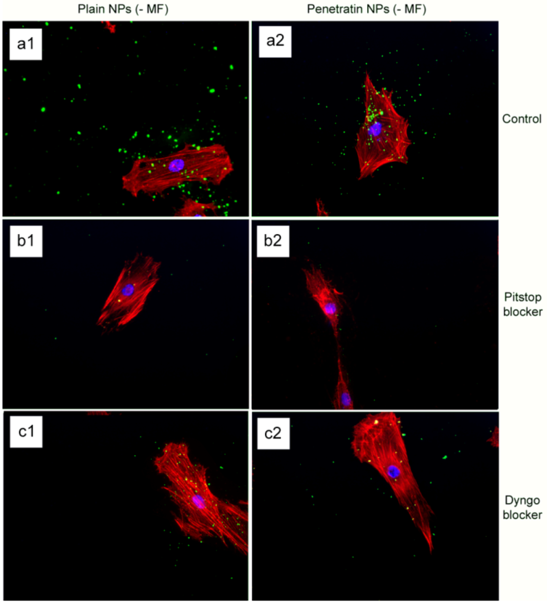 Pharmaceuticals 06 00204 g007 1024
