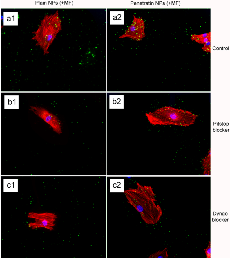 Pharmaceuticals 06 00204 g008 1024