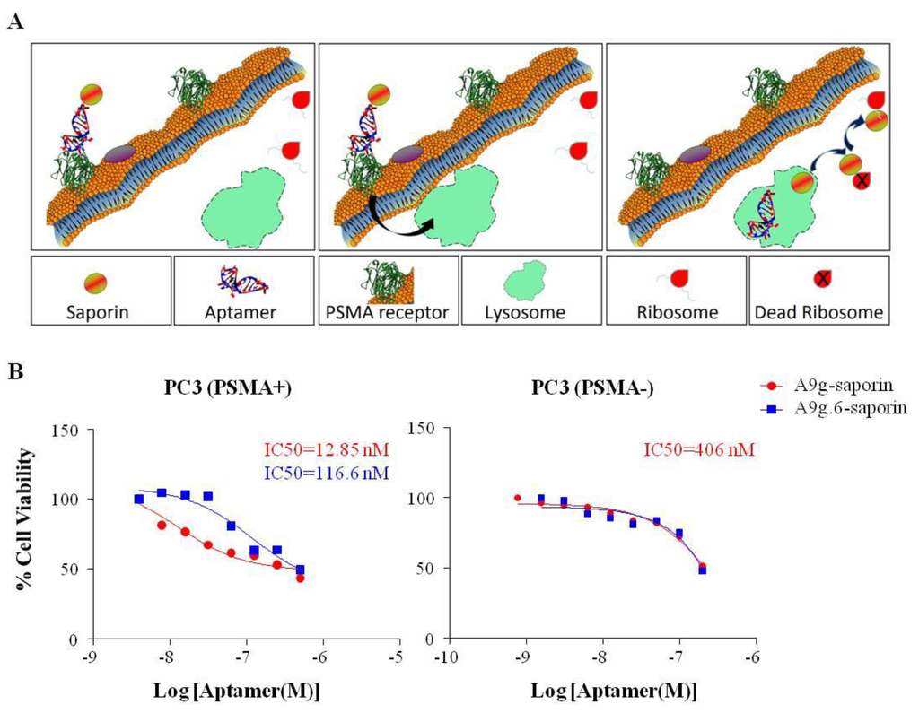 Pharmaceuticals 06 00295 g006 1024