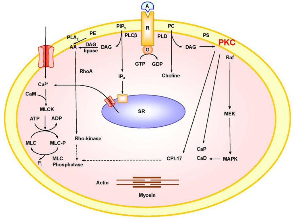 Pharmaceuticals 06 00407 g001 1024