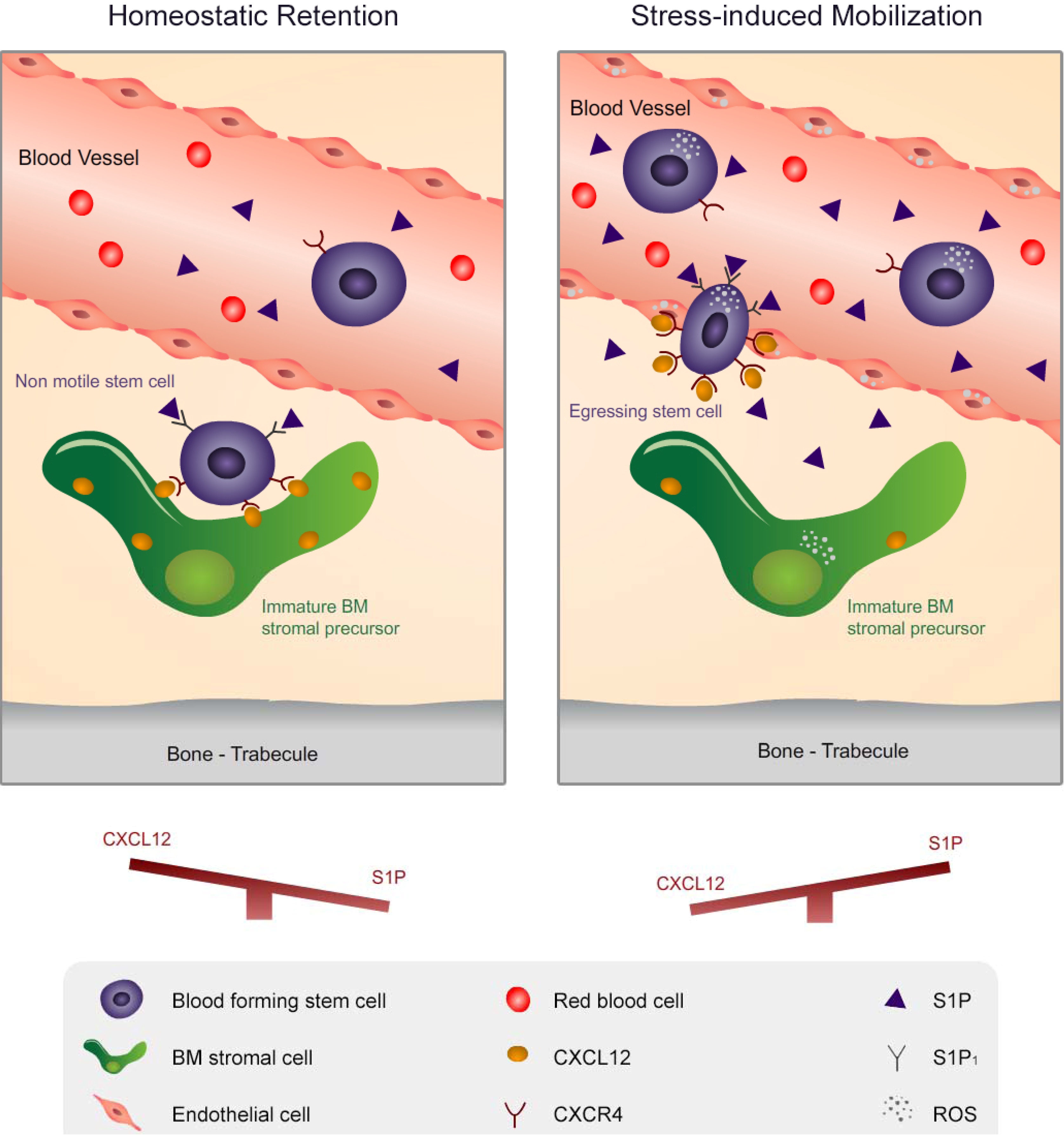 Pharmaceuticals 06 01145 g002