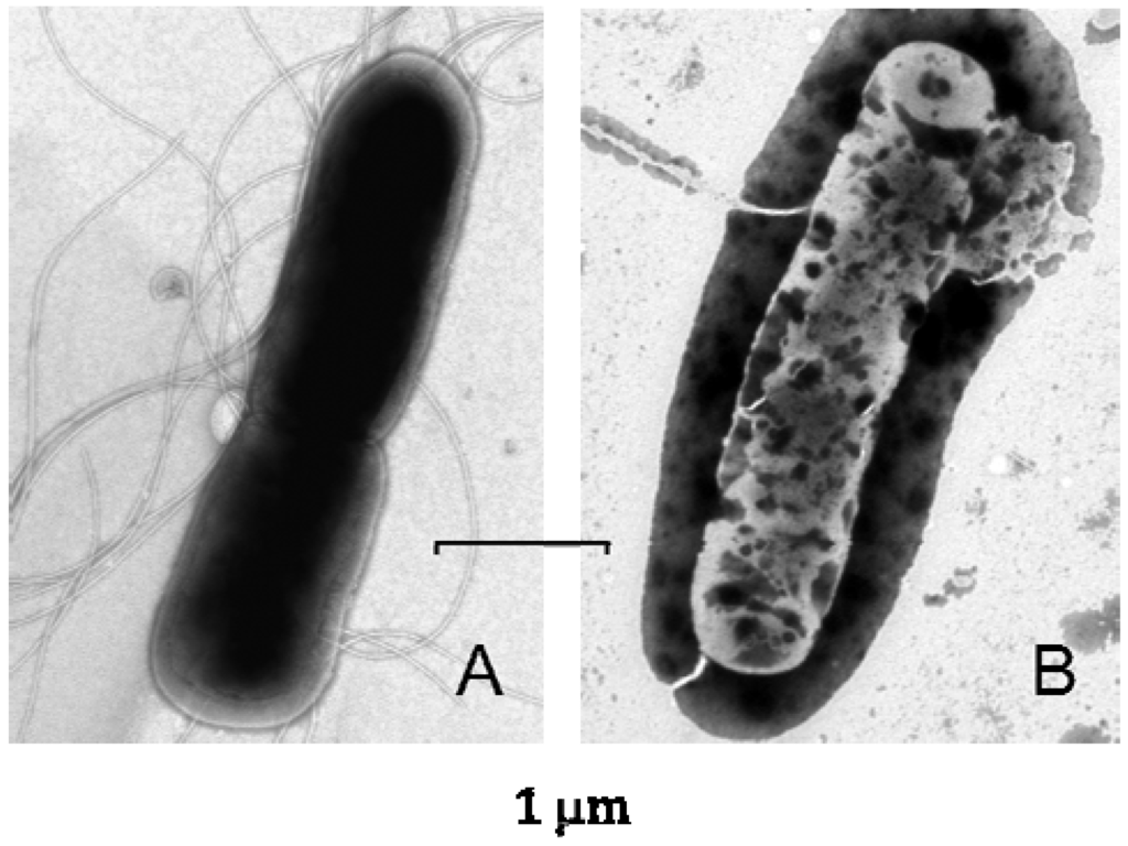 Pharmaceuticals 07 00251 g002 1024