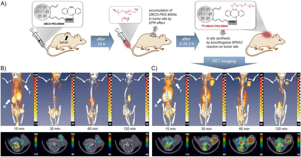 Pharmaceuticals 07 00392 g004 1024