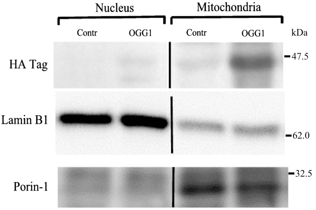 Pharmaceuticals 07 00894 g001 1024