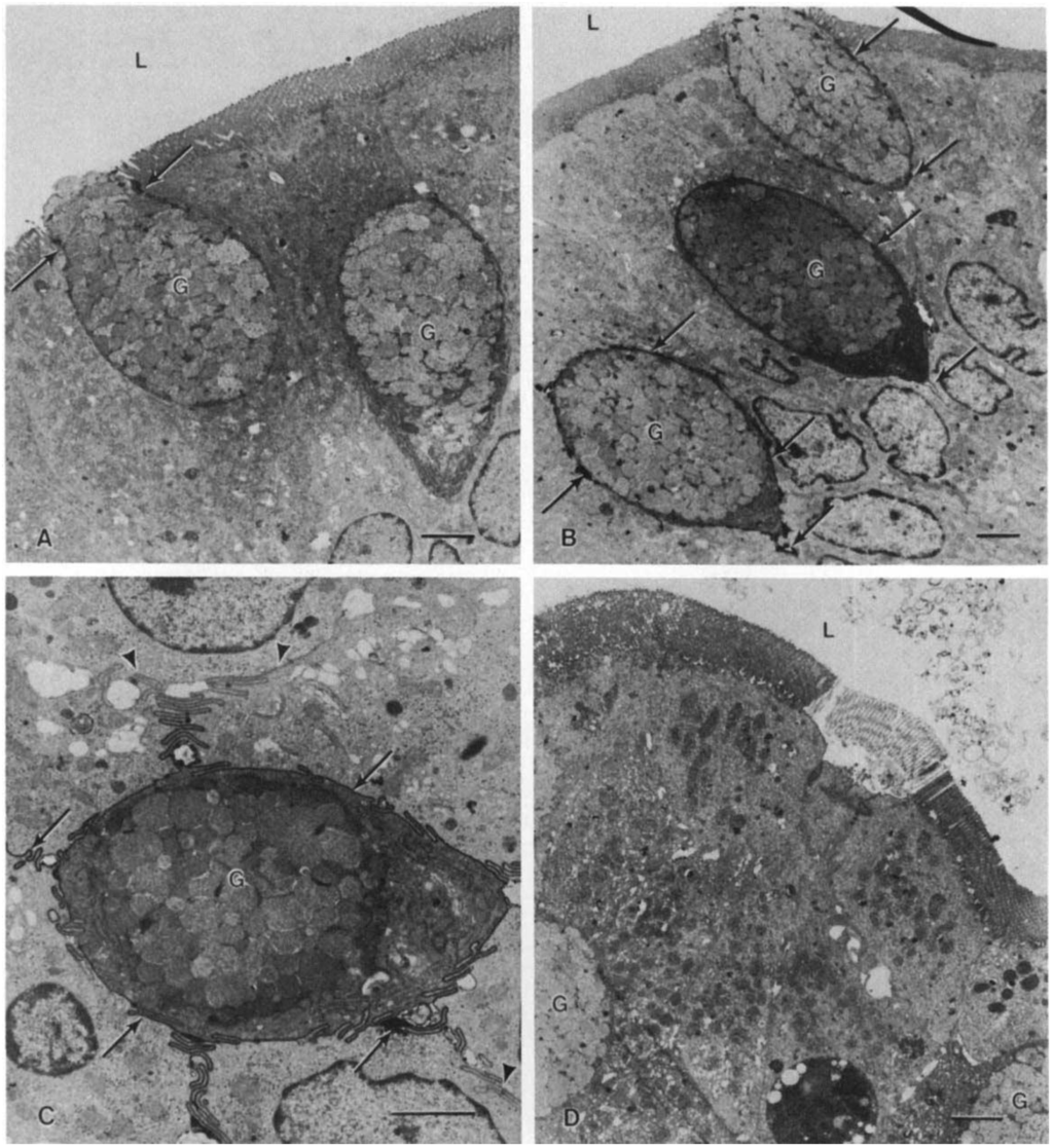 Pharmaceuticals 07 00990 g001 1024