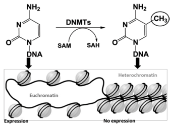 Pharmaceuticals 08 00758 i012