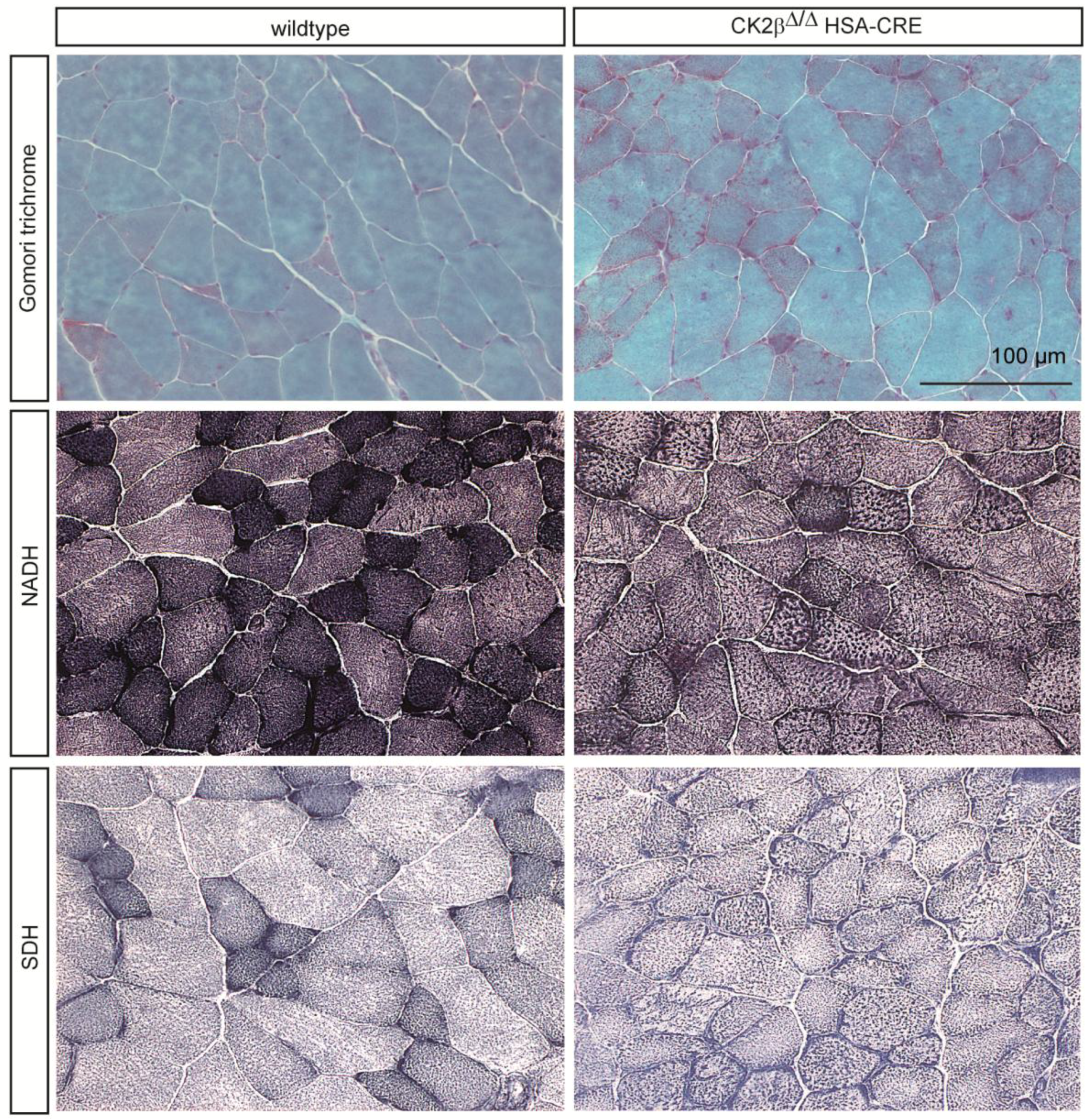 Pharmaceuticals 10 00013 g002