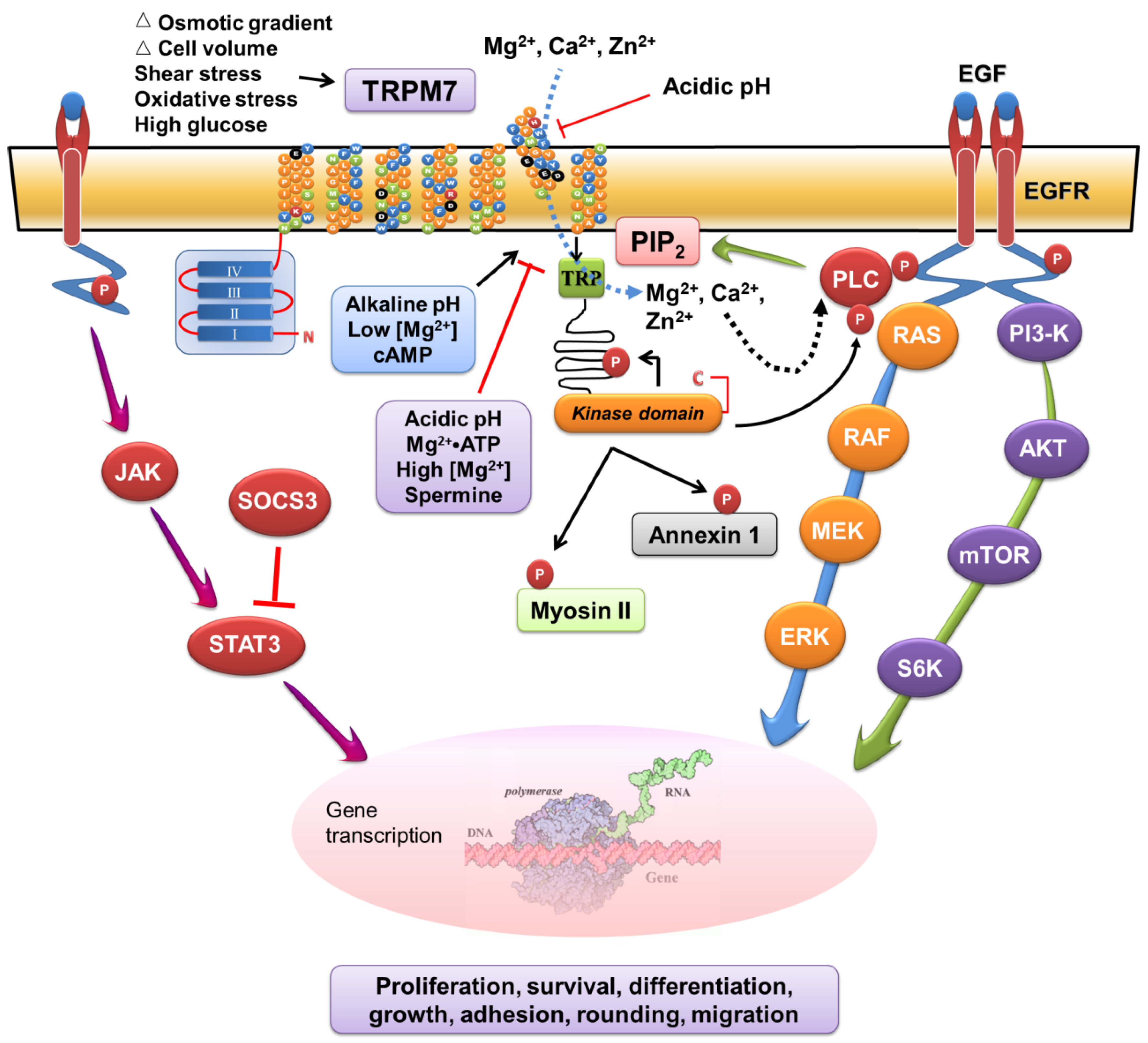 Pharmaceuticals 10 00039 g002