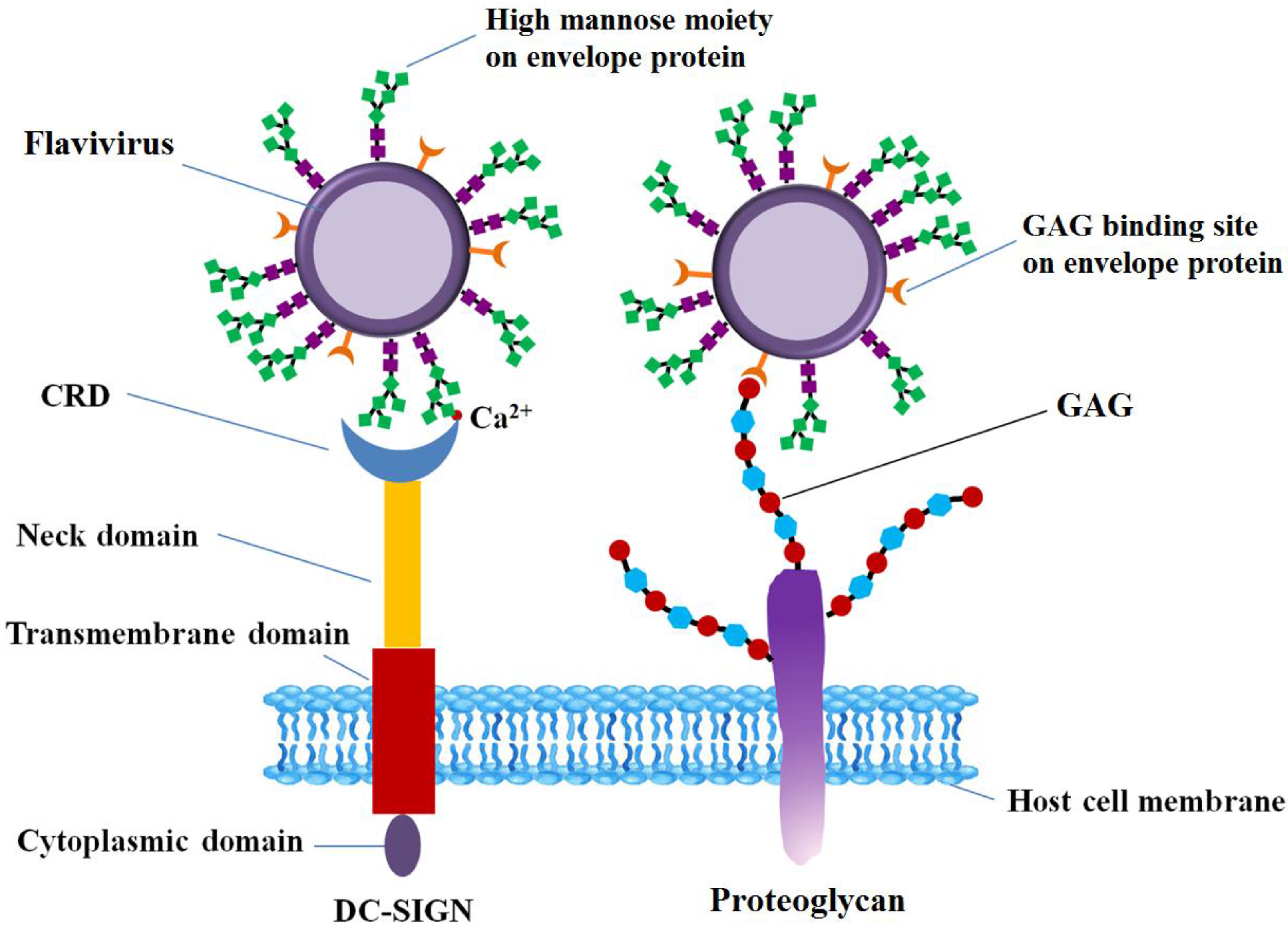 Pharmaceuticals 10 00044 g003