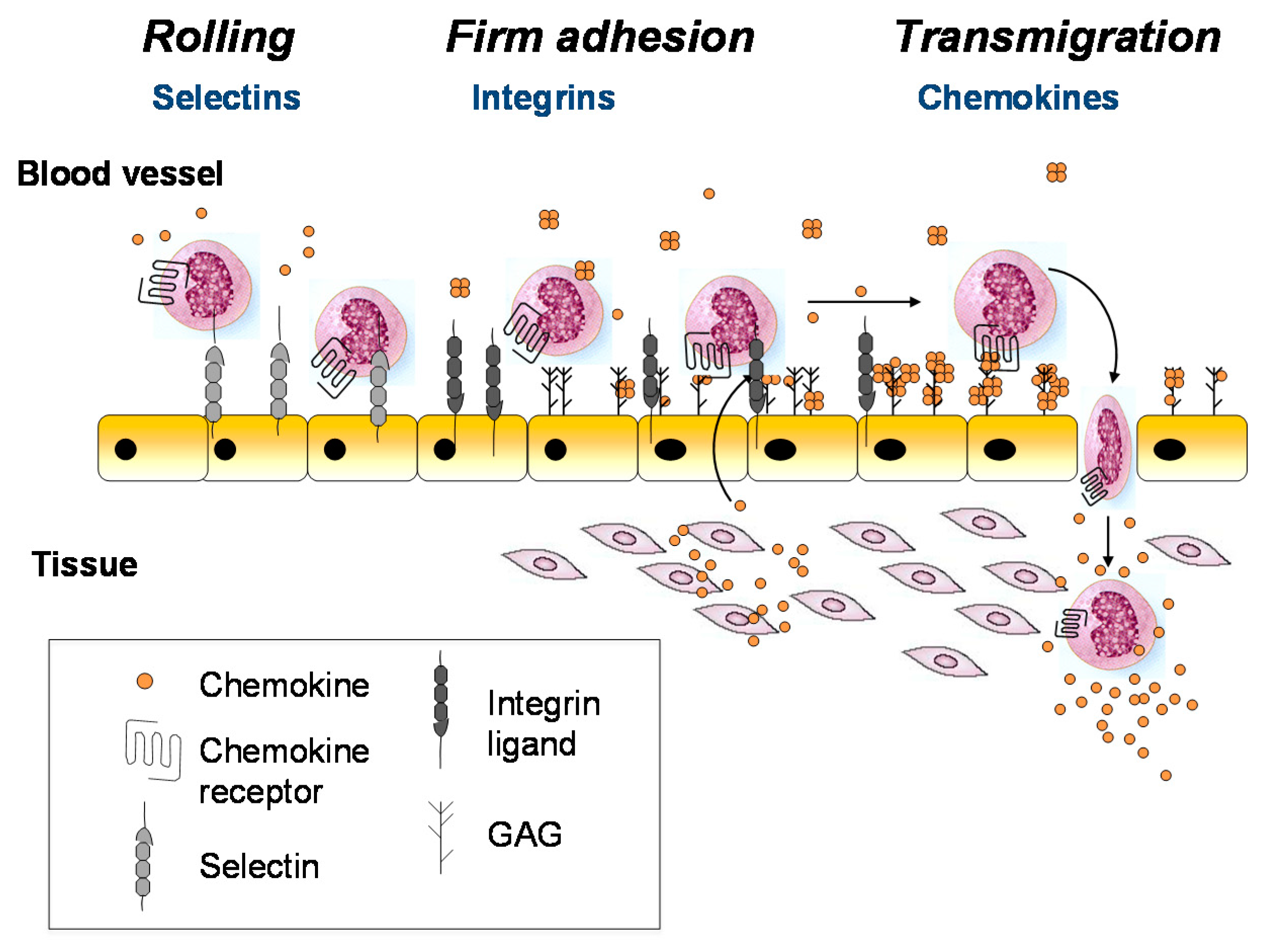 Pharmaceuticals 10 00070 g001 Pharmaceuticals 10 00070 g001