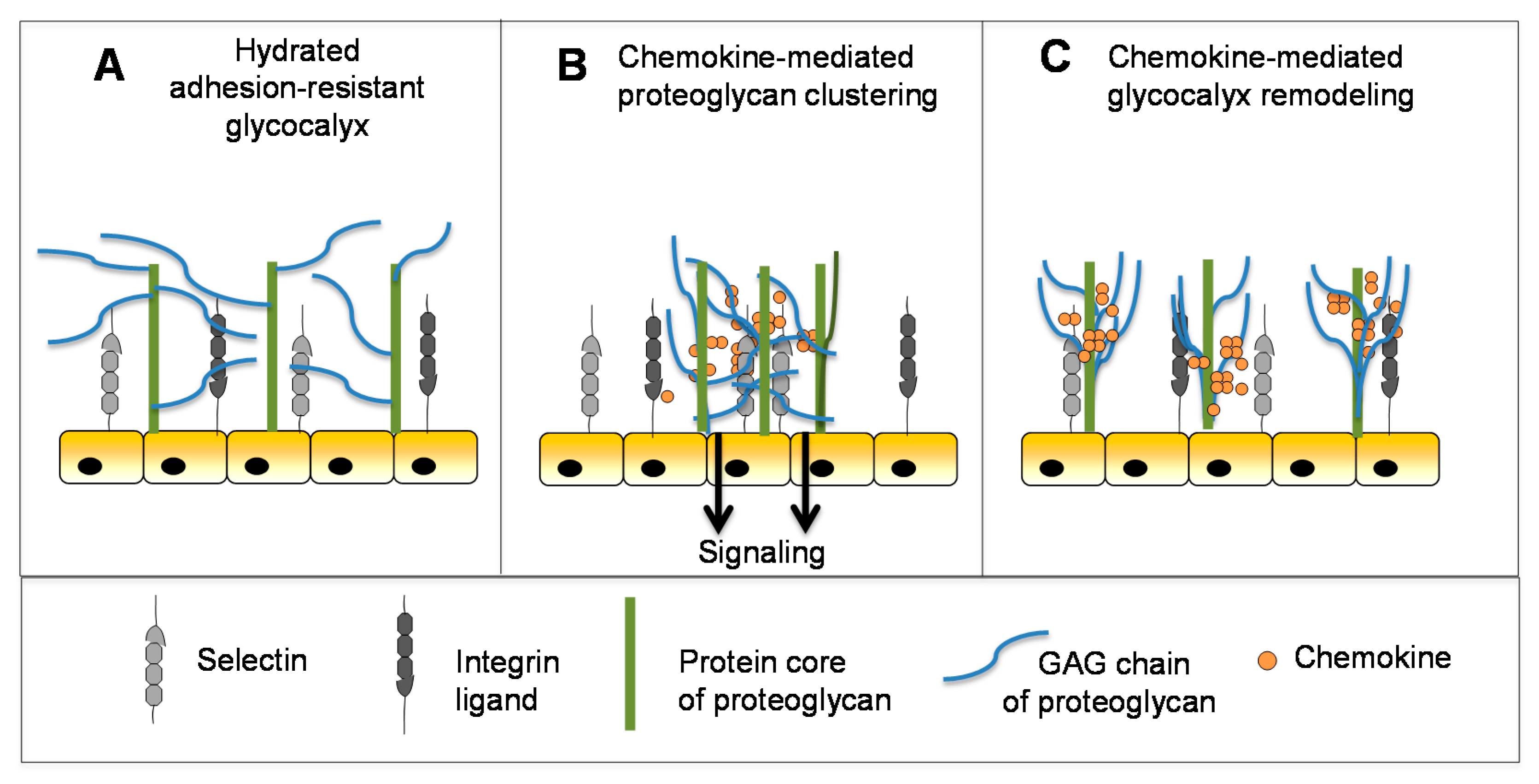 Pharmaceuticals 10 00070 g005 Pharmaceuticals 10 00070 g005