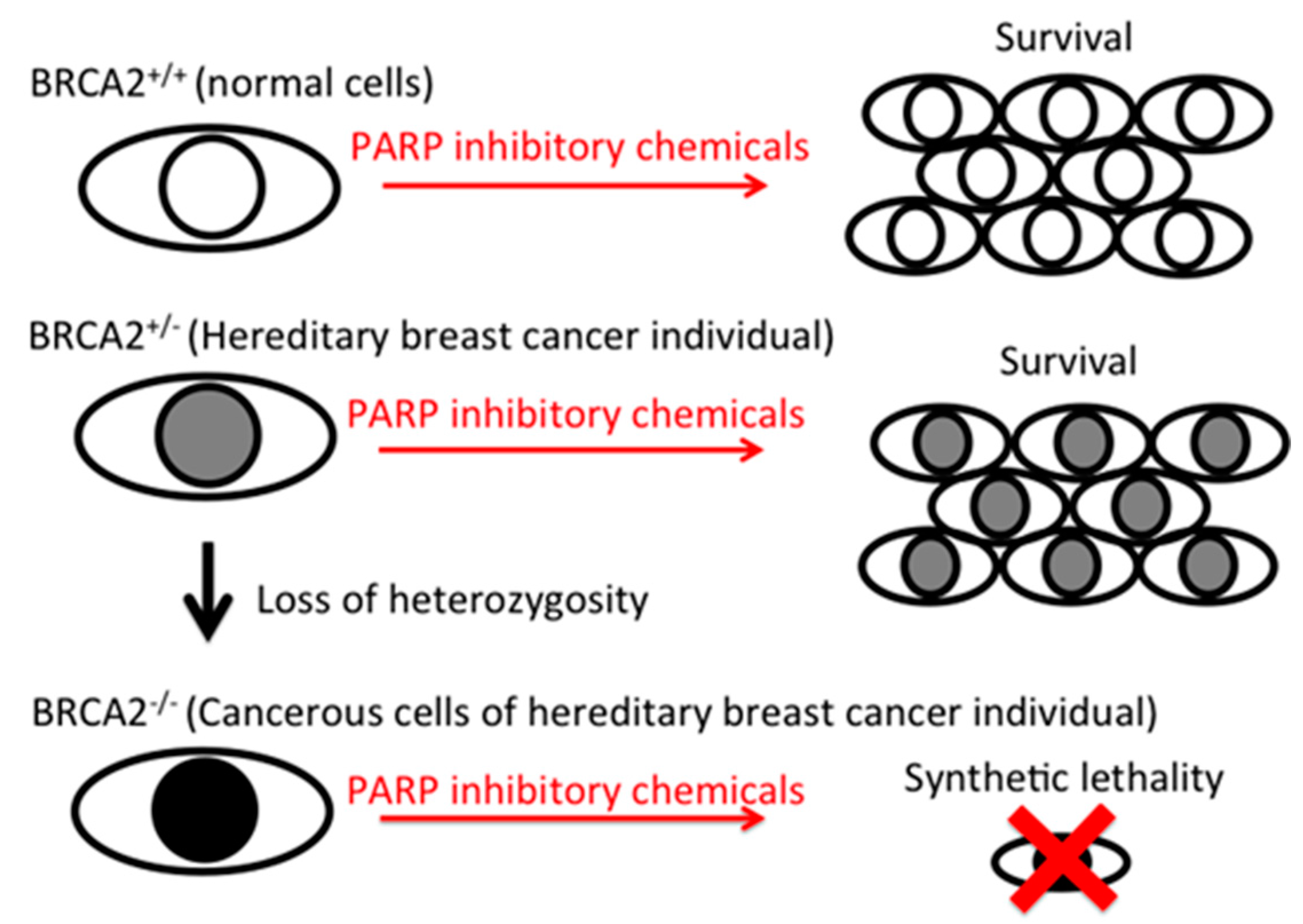 Pharmaceuticals 10 00080 g005