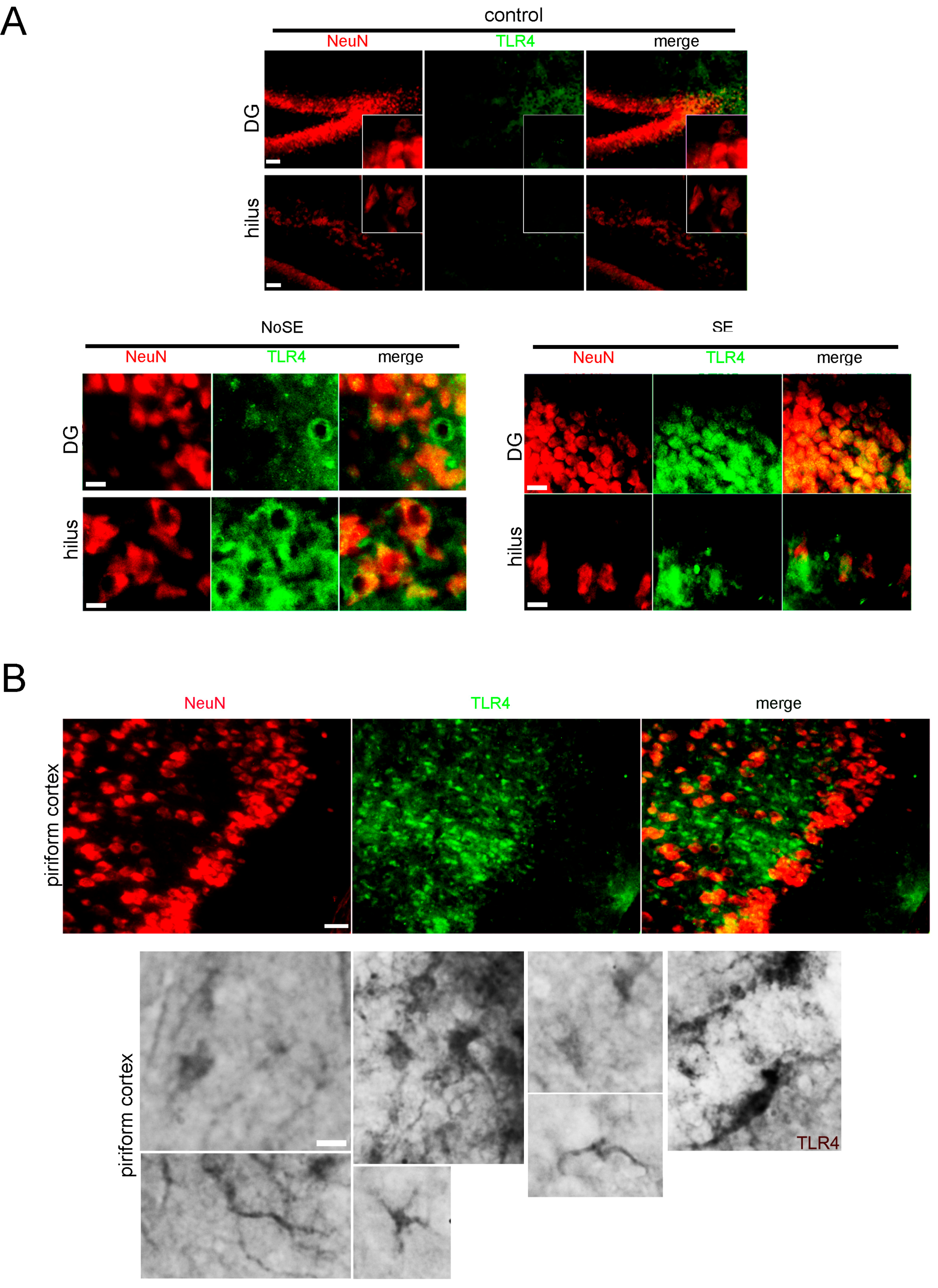 Pharmaceuticals 10 00093 g001