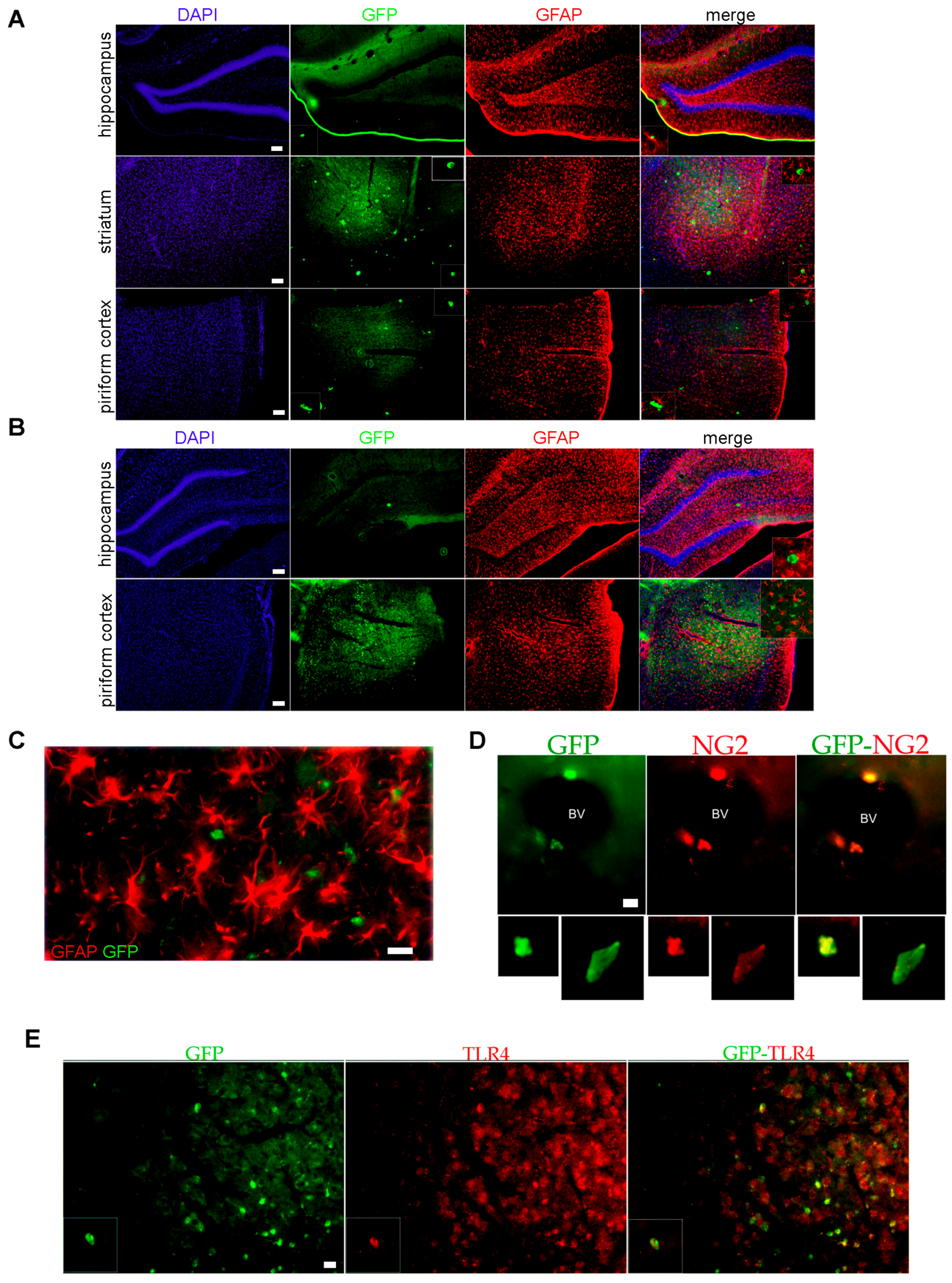 Pharmaceuticals 10 00093 g004a