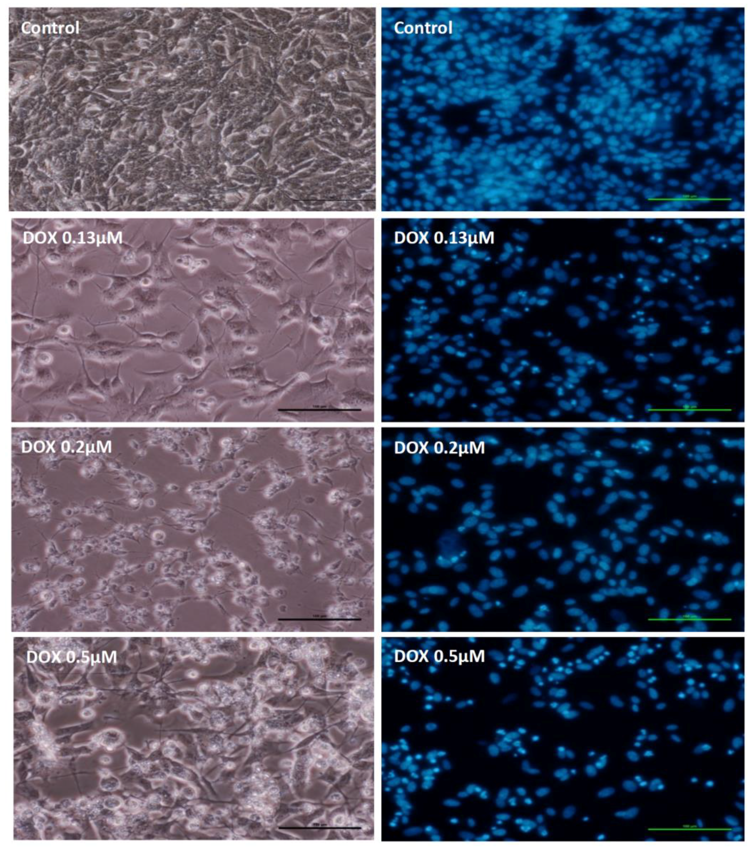 Pharmaceuticals 11 00041 g004