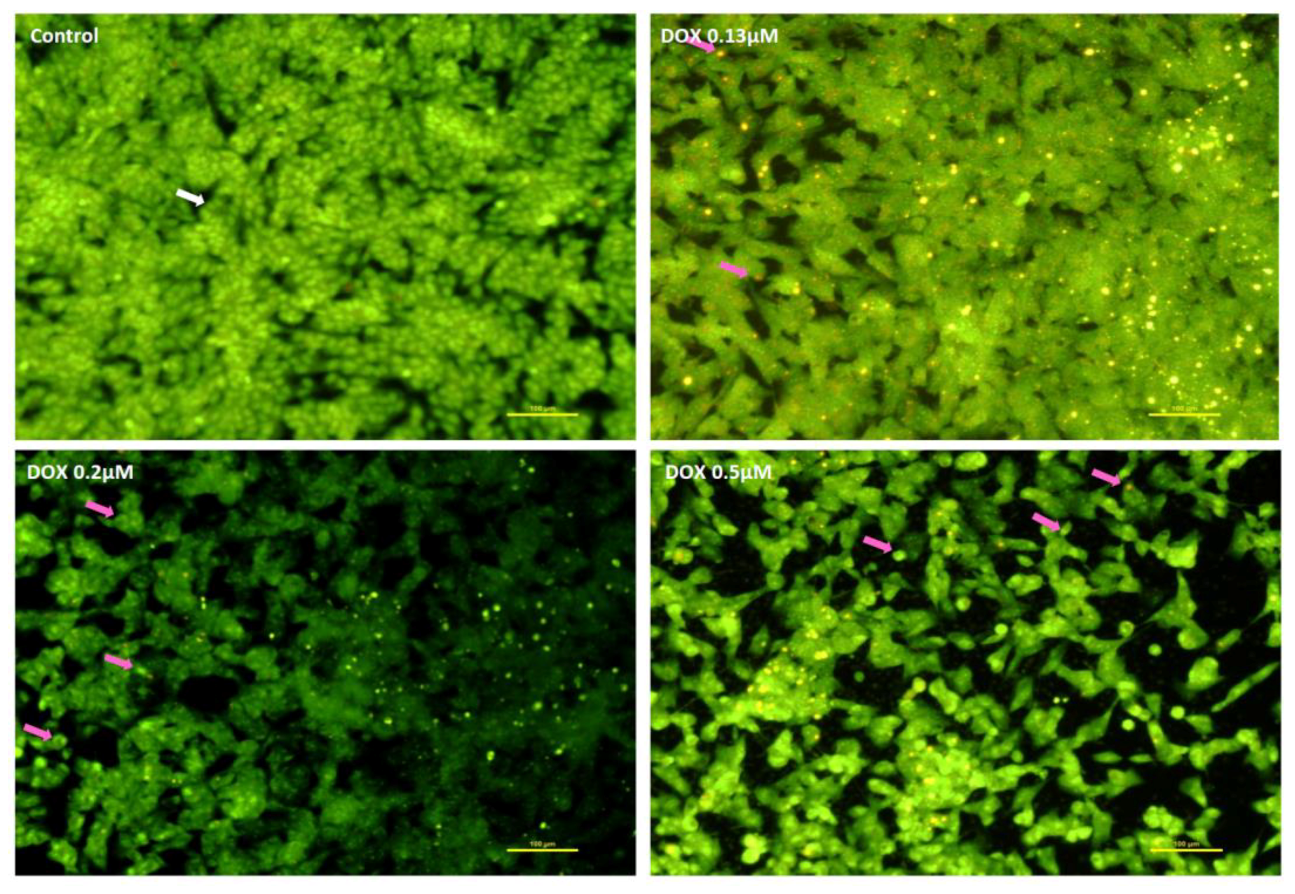 Pharmaceuticals 11 00041 g006